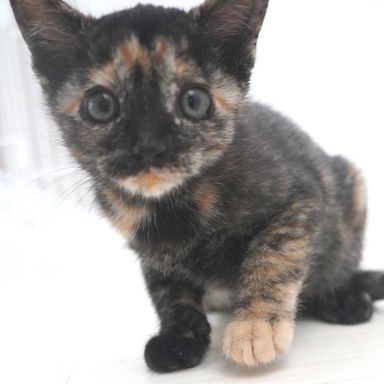 黒サビの子猫の女の子の写真