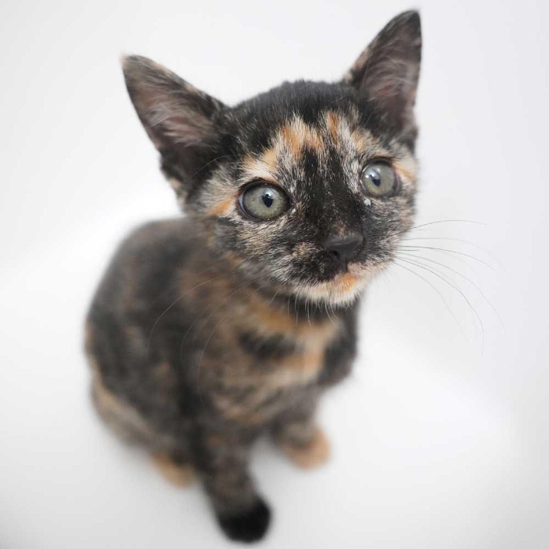 pet-image-5