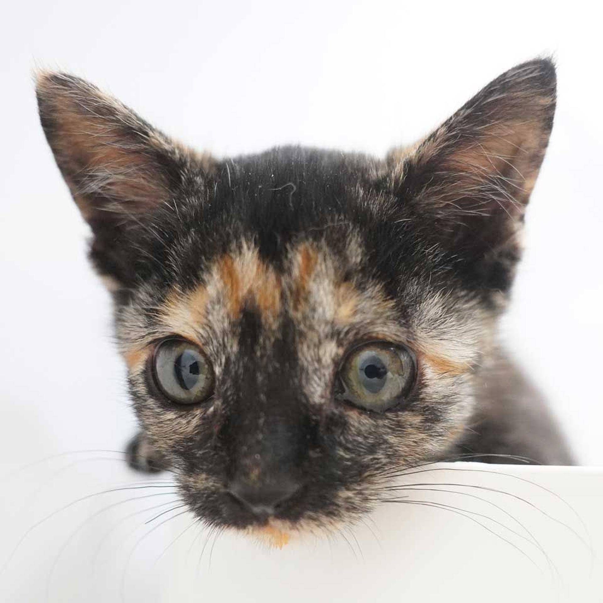 pet-image-6