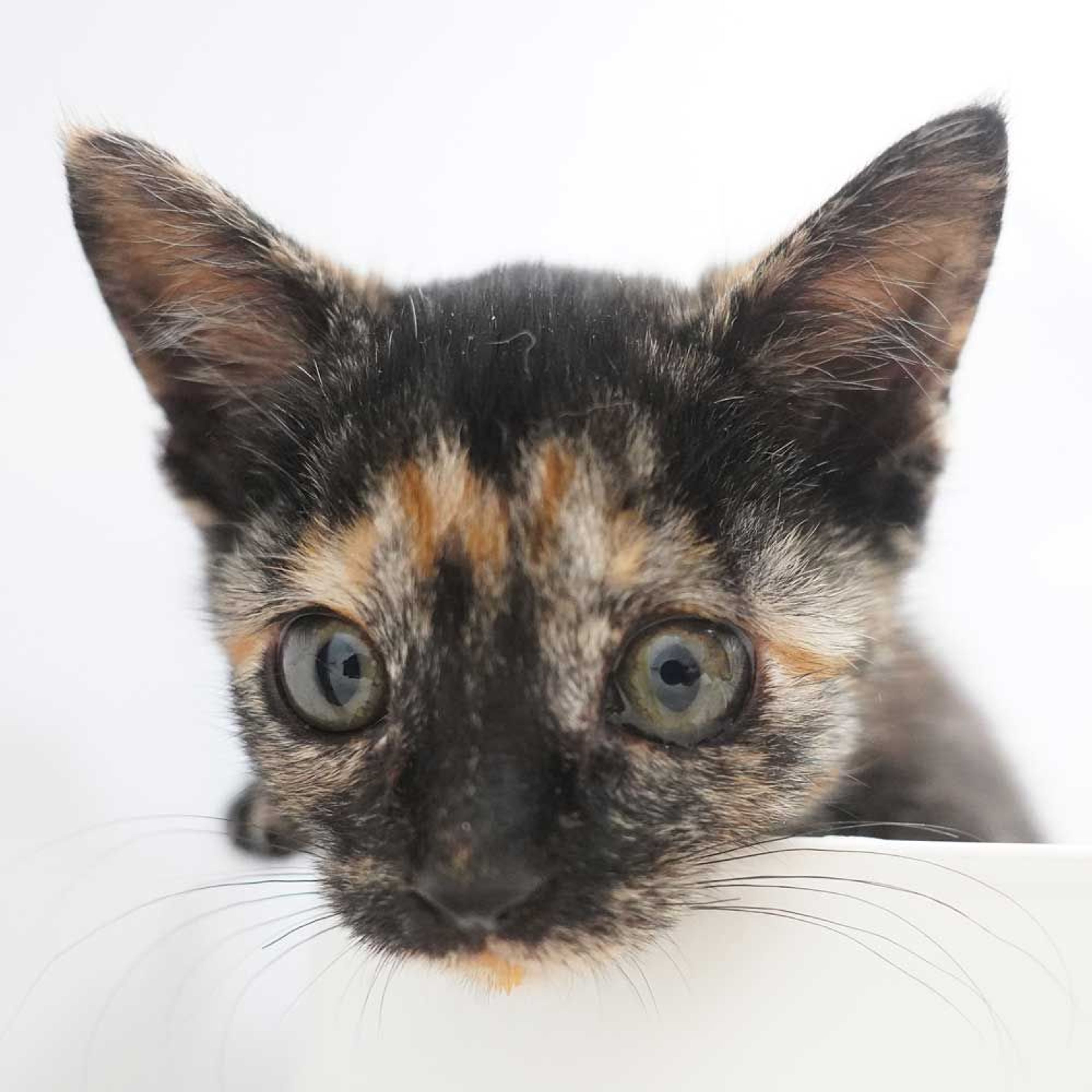 pet-image-6