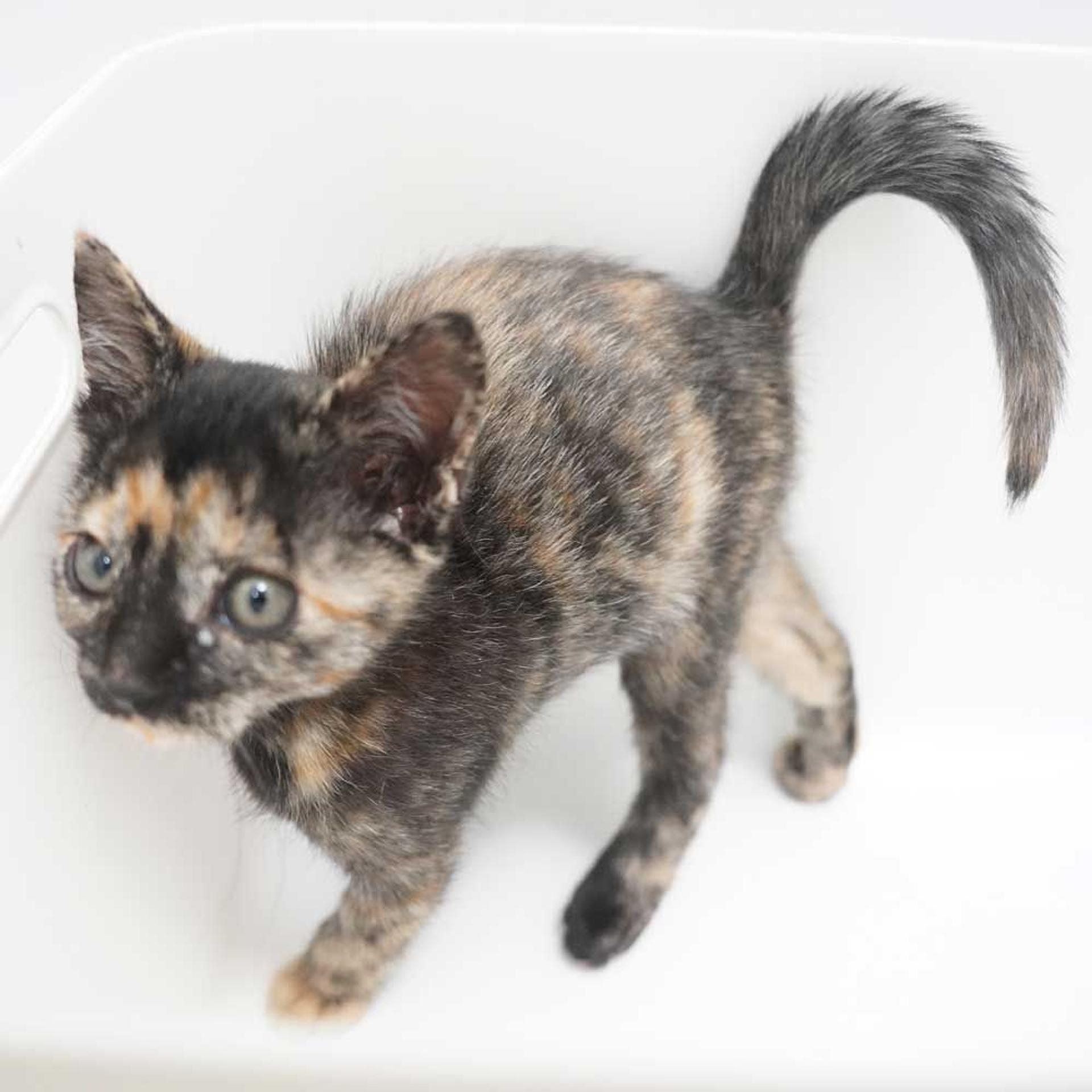 pet-image-8