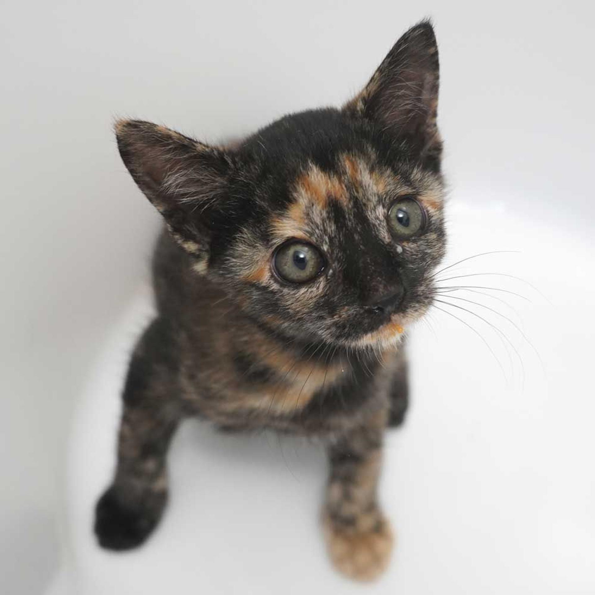 pet-image-9