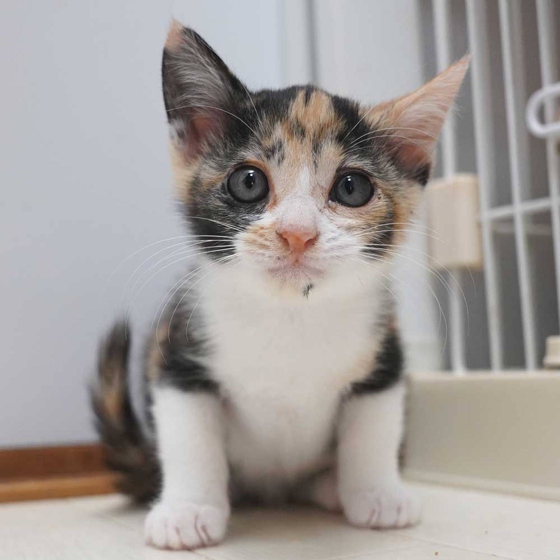 雑種（ミックス猫）・メスの里親募集の写真