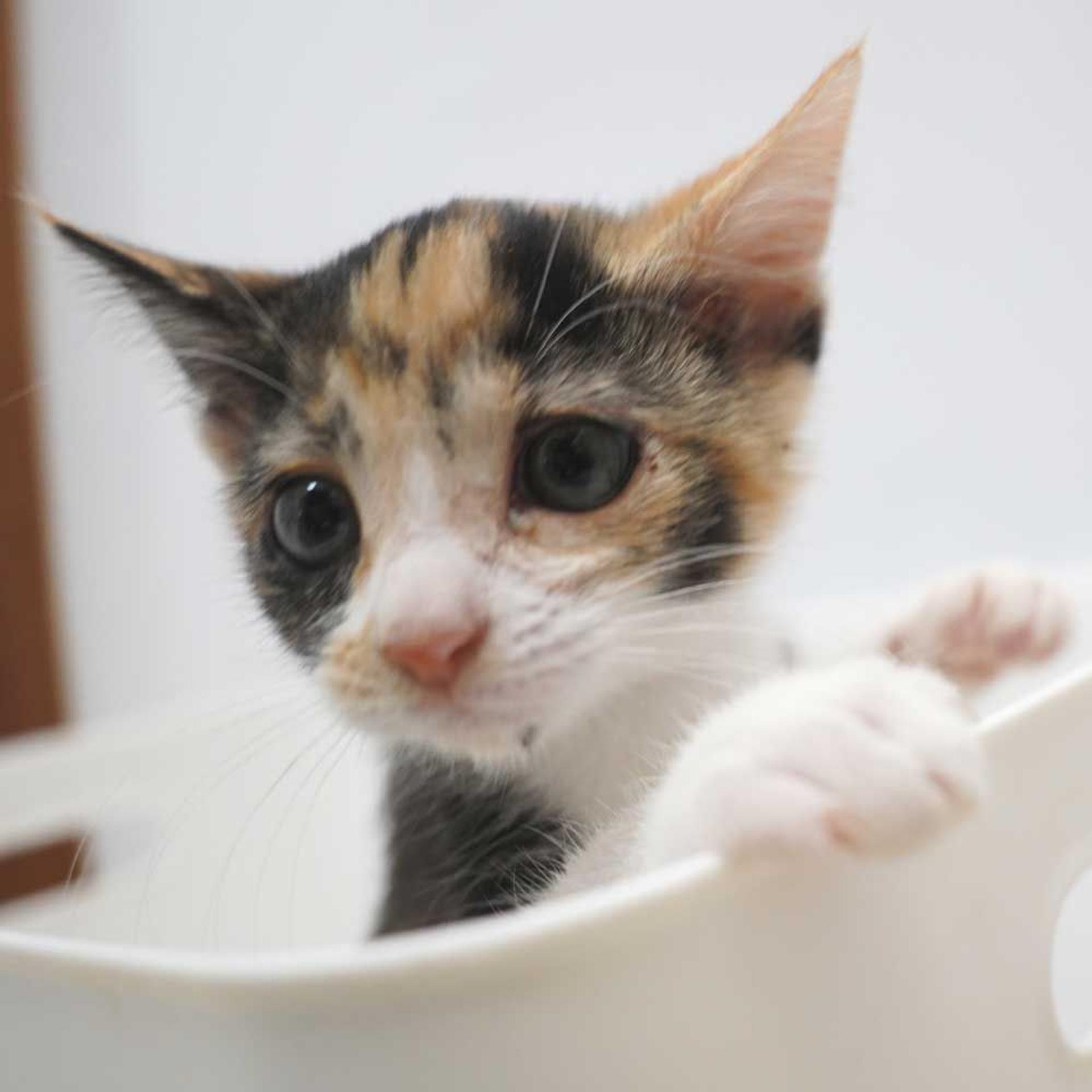pet-image-5