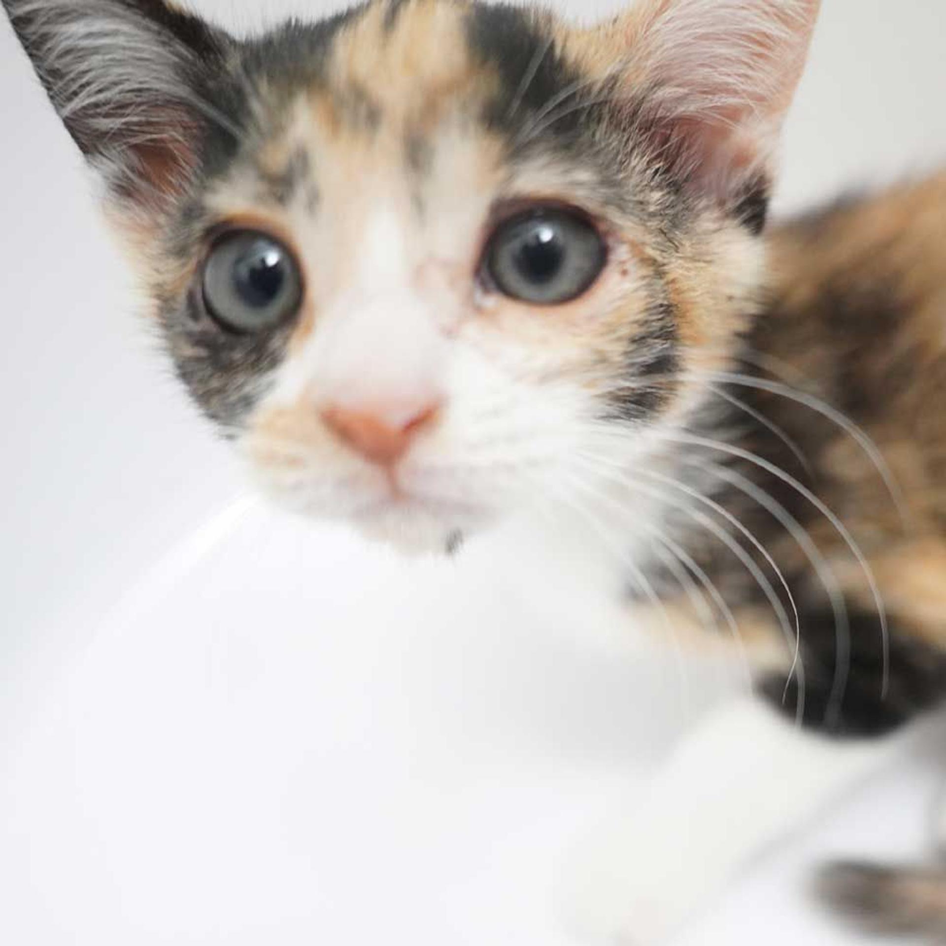 pet-image-8
