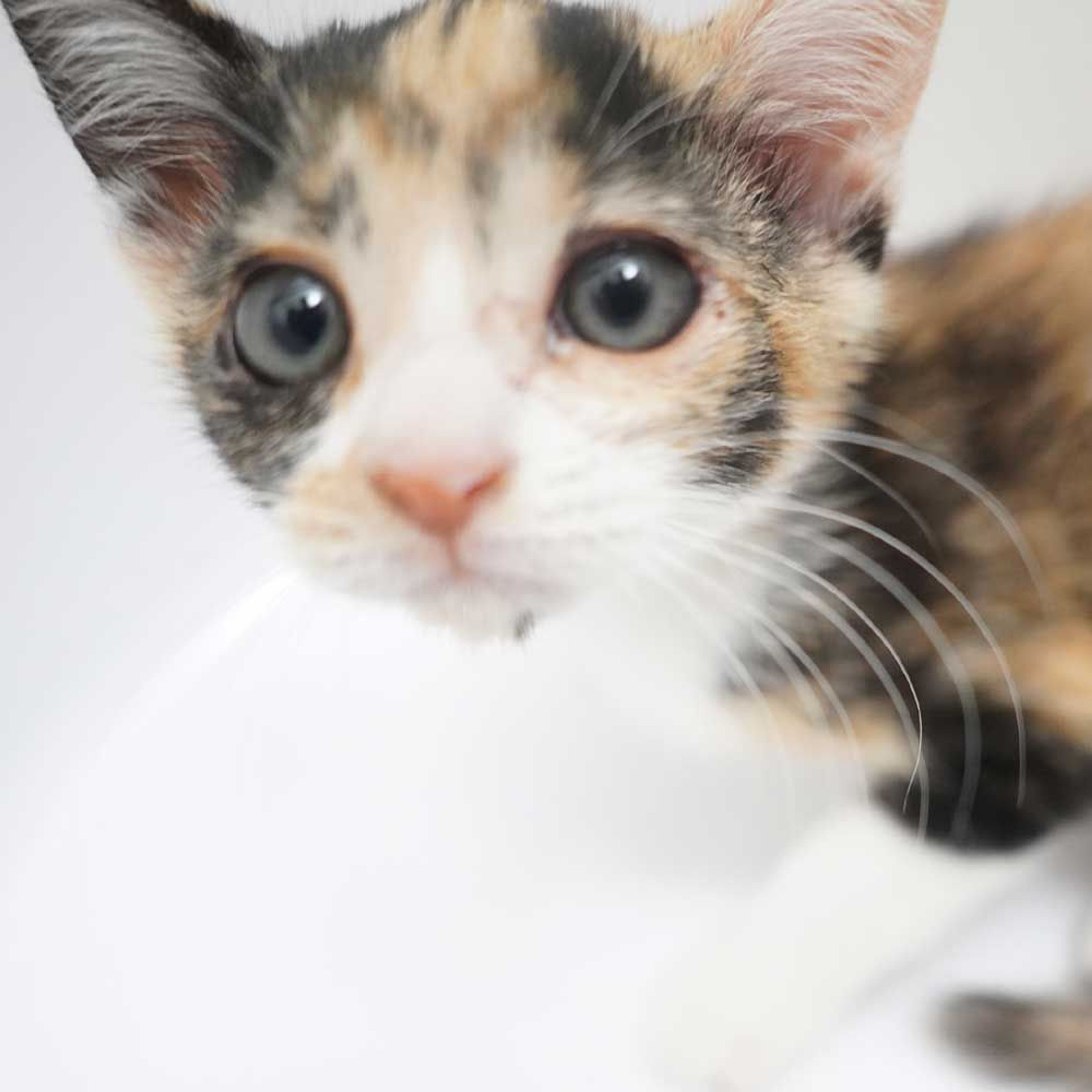 pet-image-8