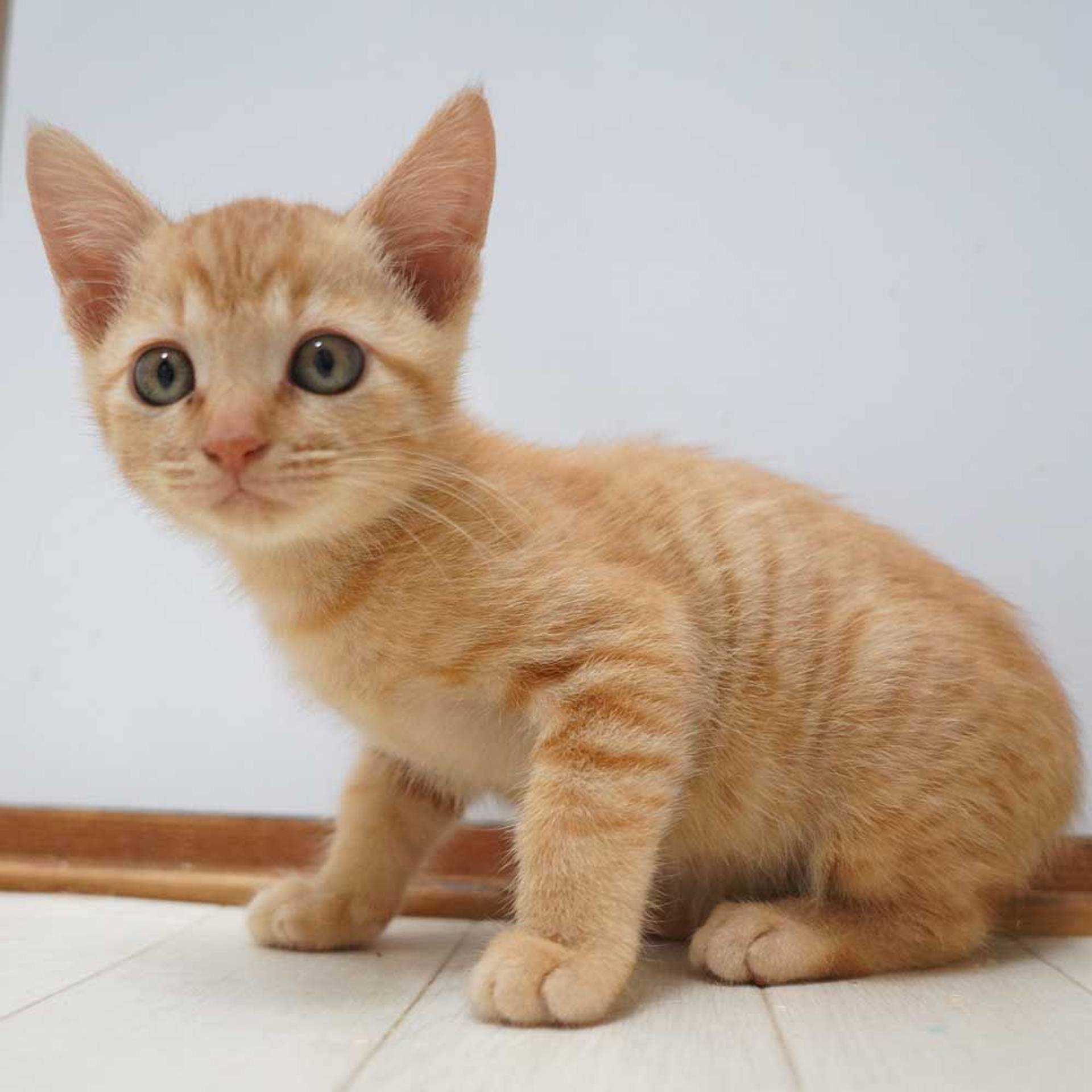 雑種（ミックス猫）・オスの里親募集の写真