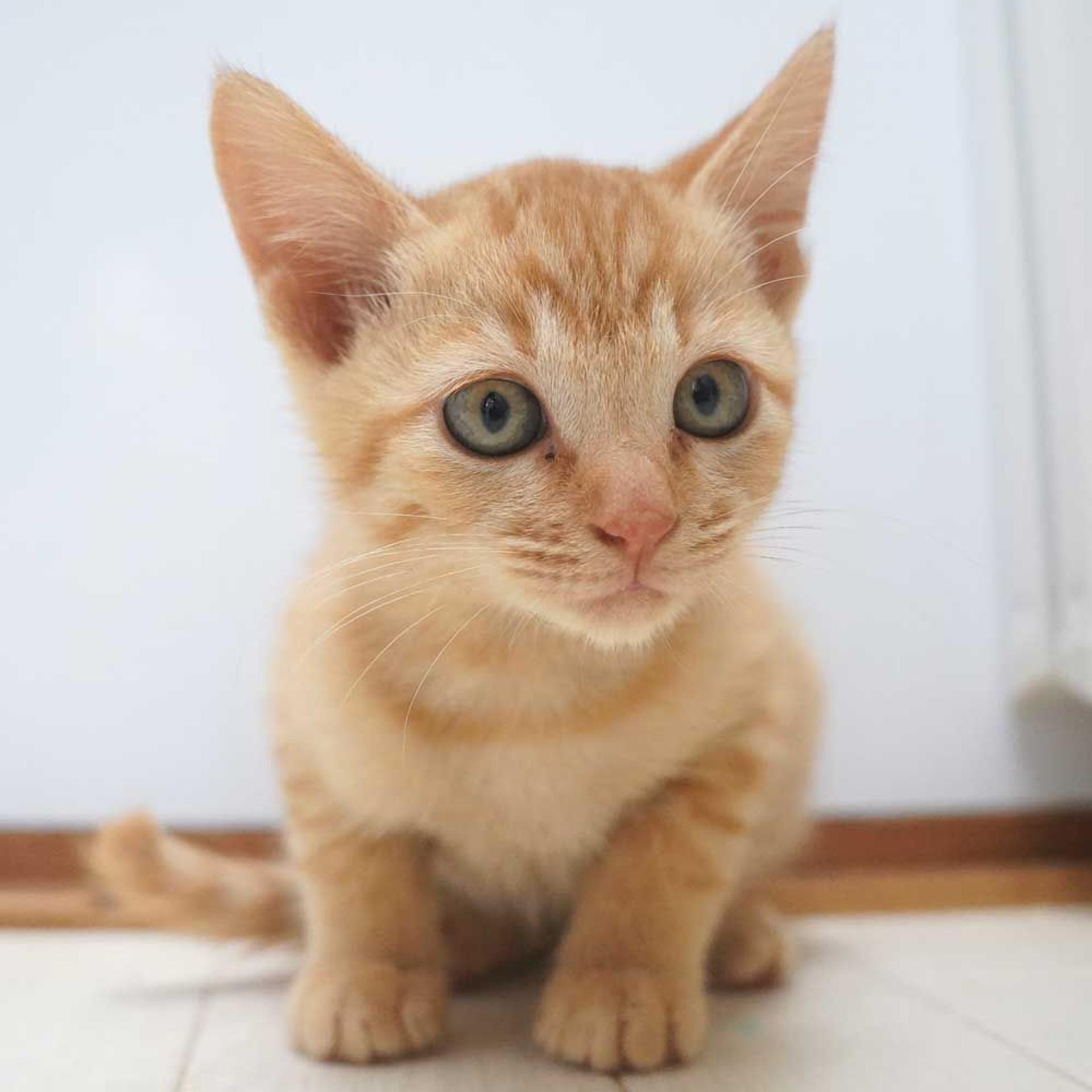 pet-image-5