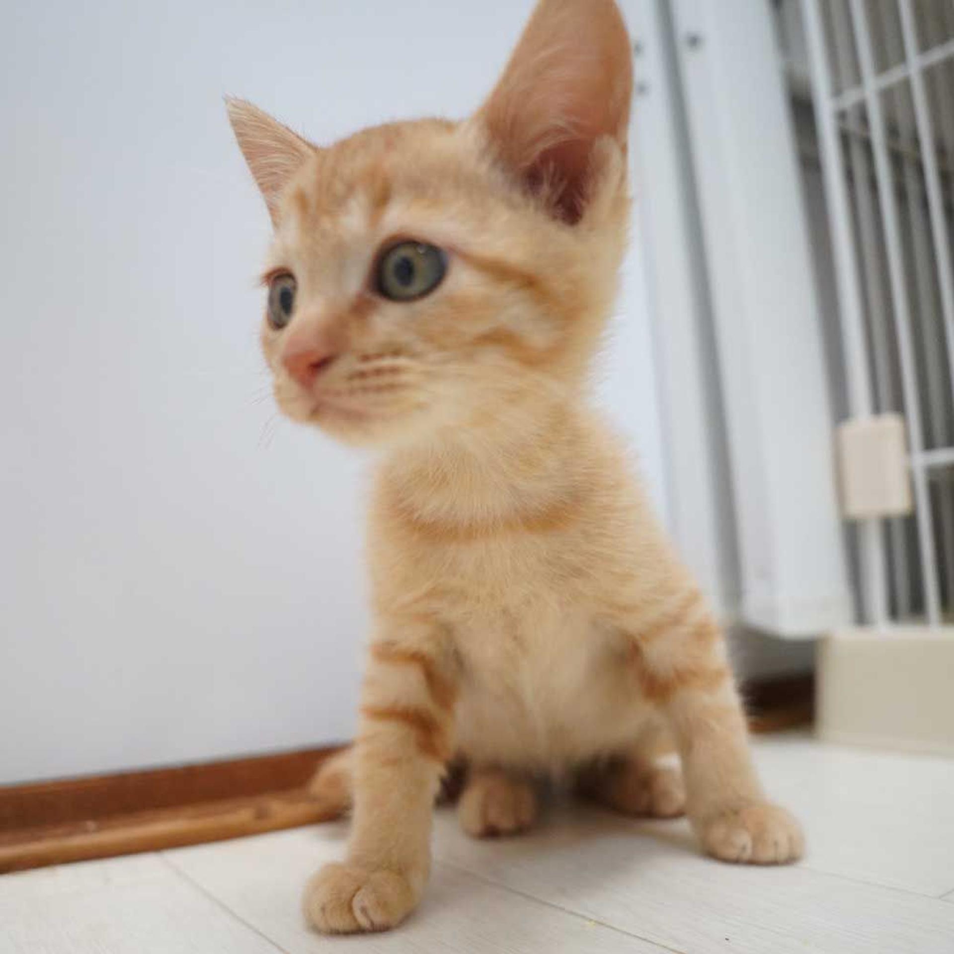 pet-image-6