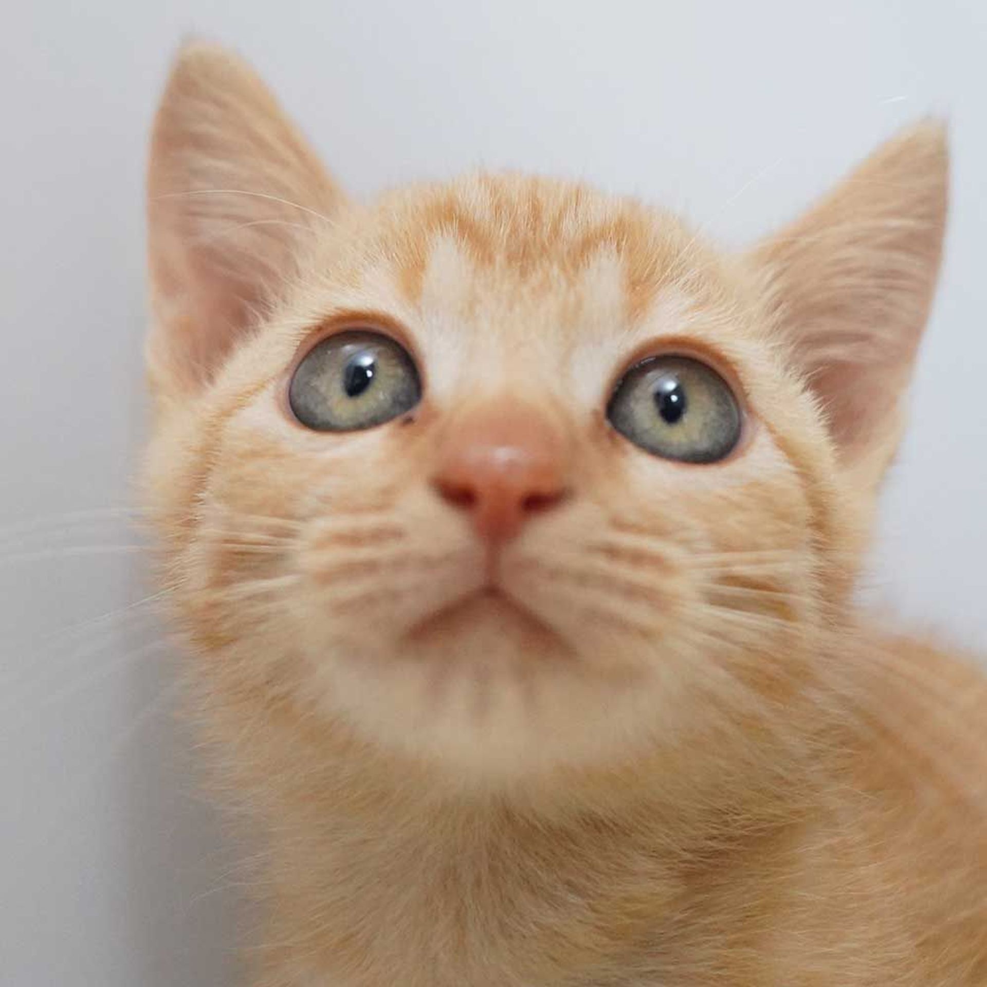 thumbnail-8