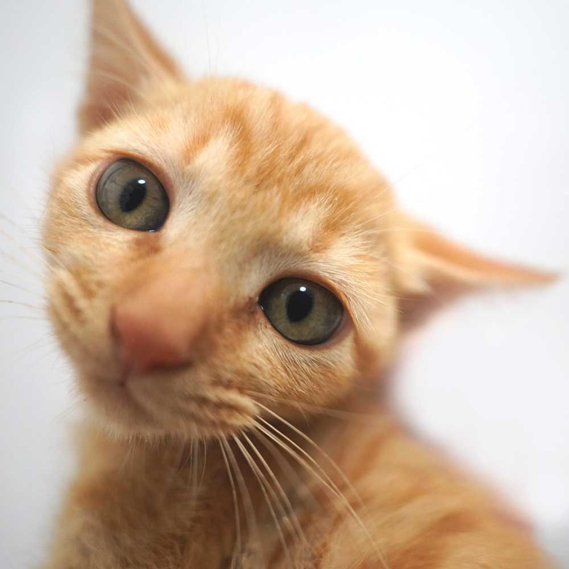 pet-image-9
