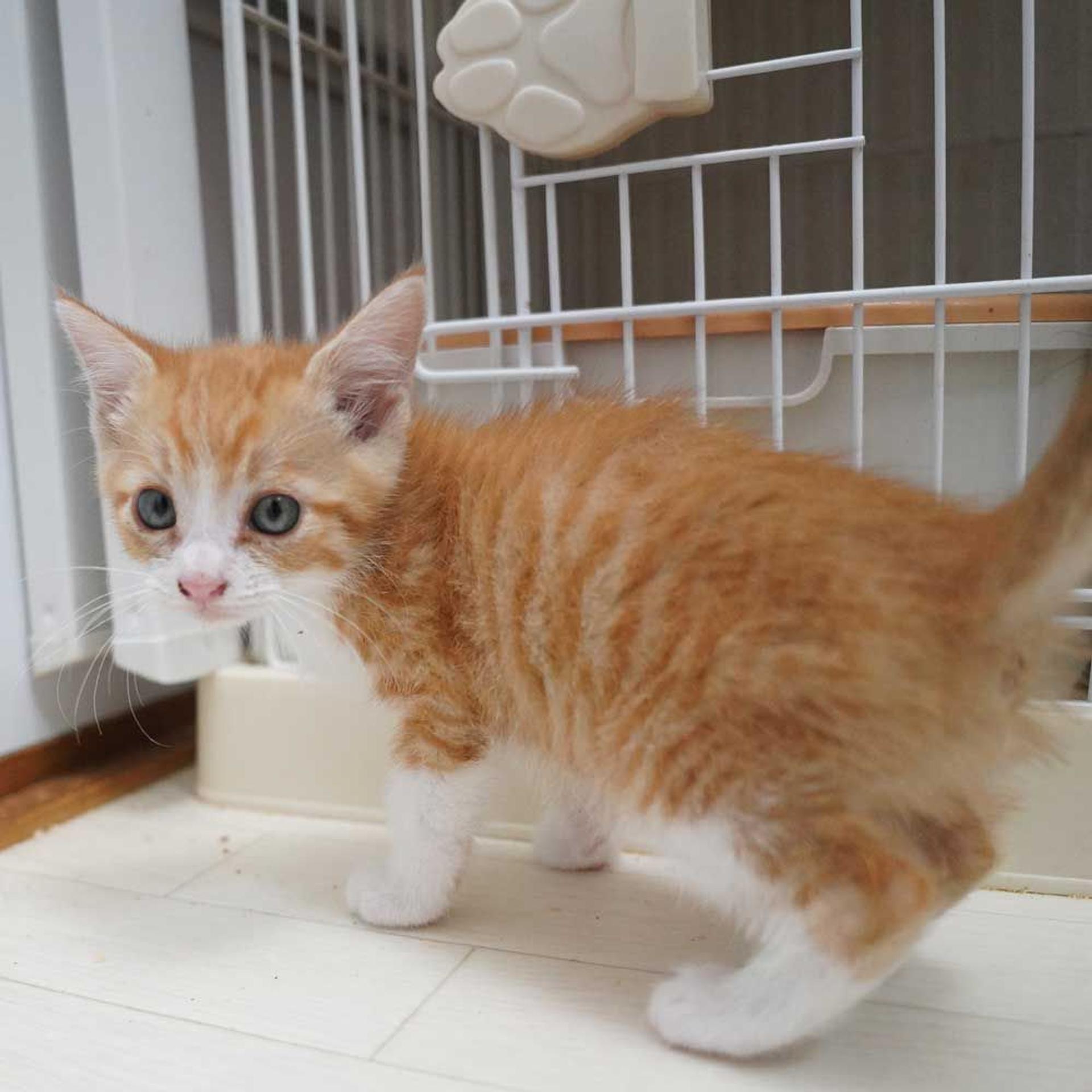 pet-image-5