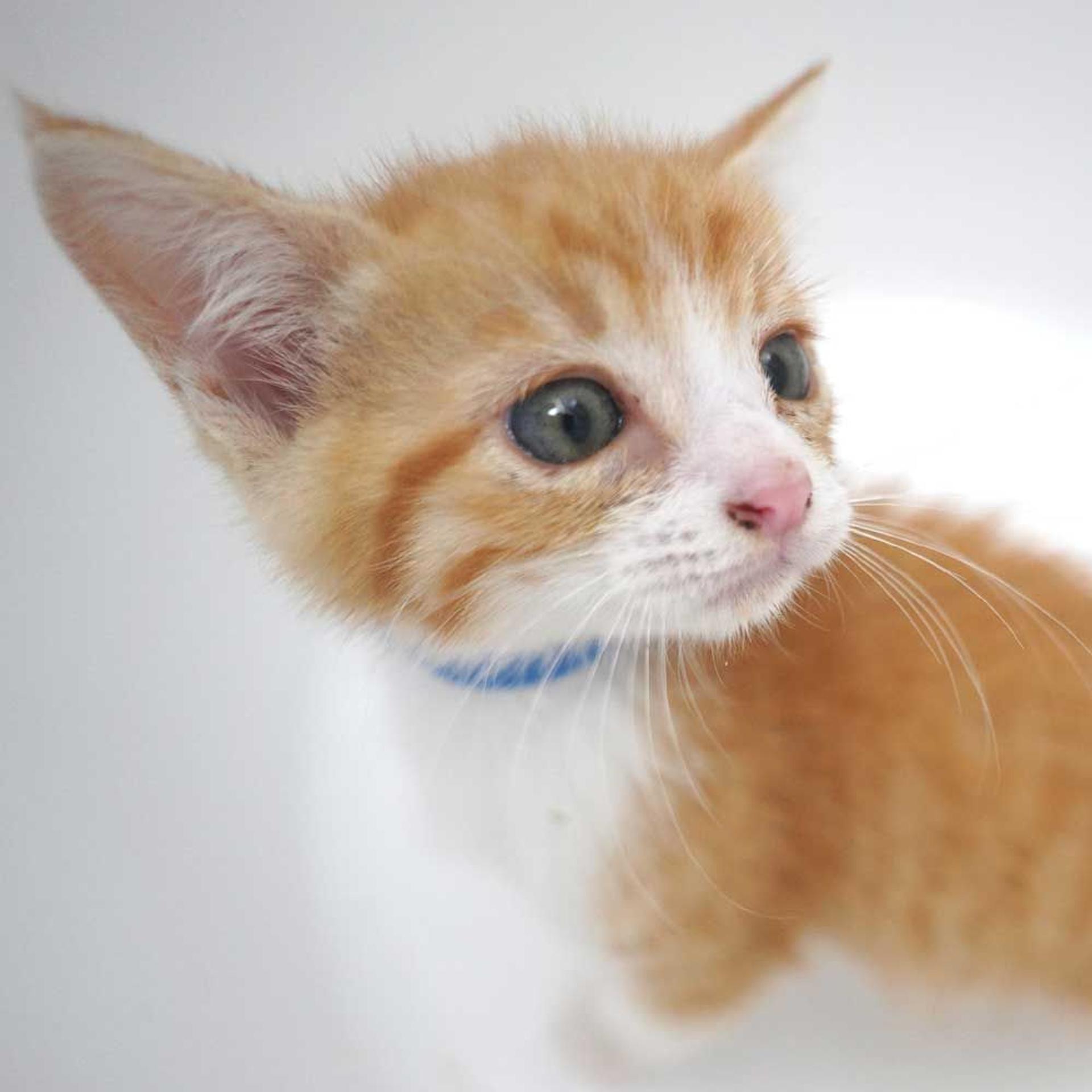 pet-image-7
