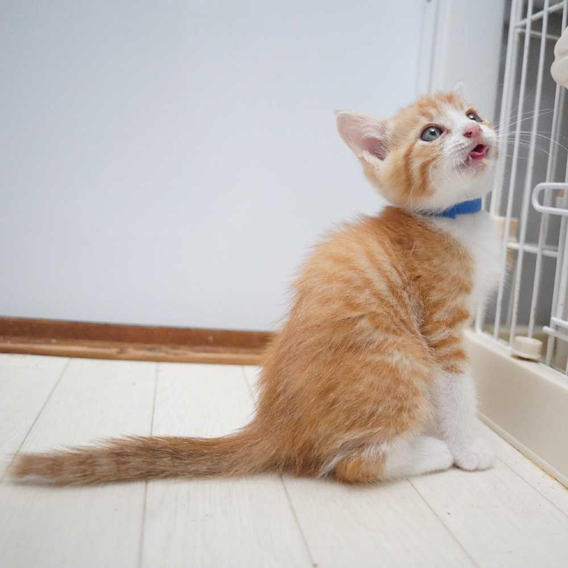 pet-image-8