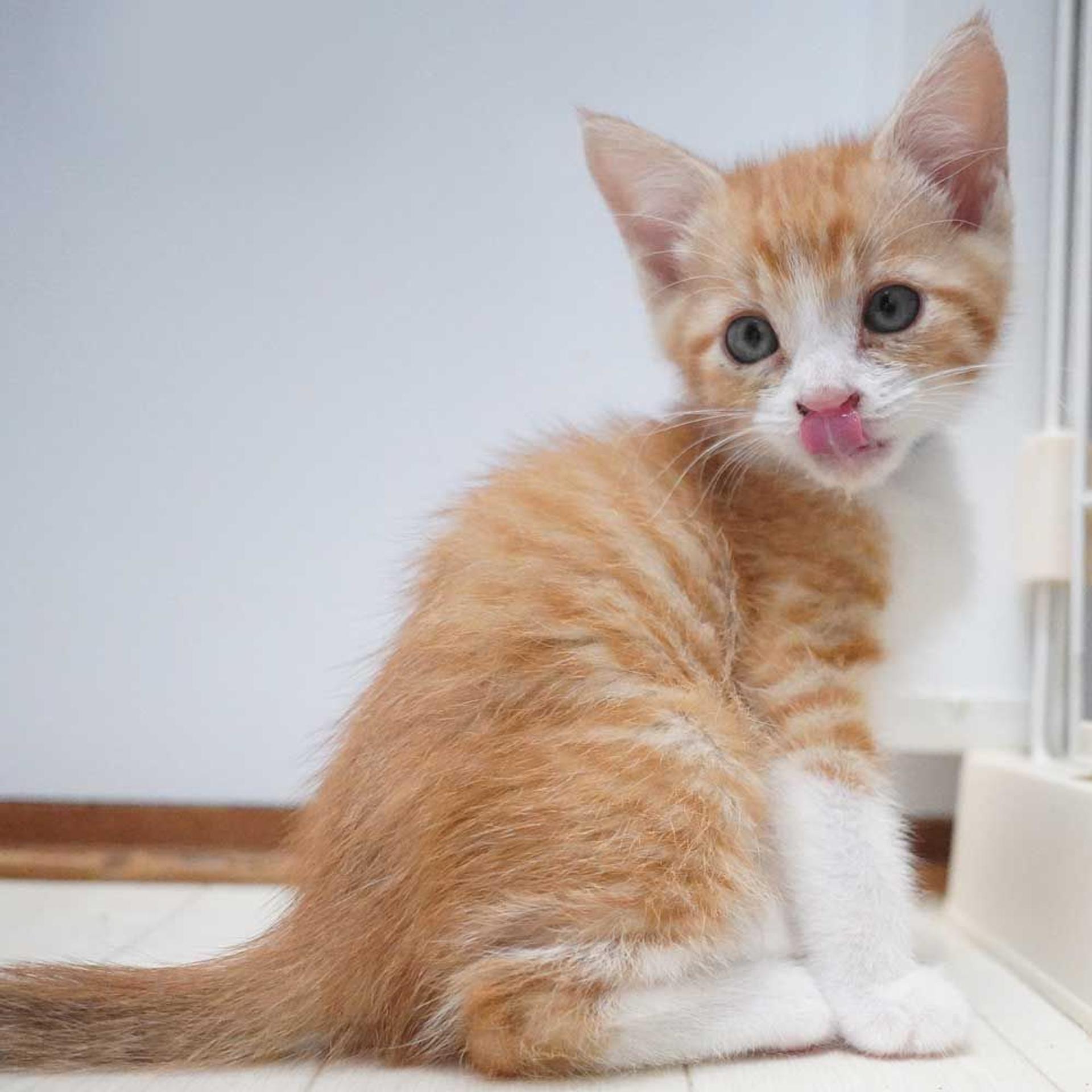 pet-image-9
