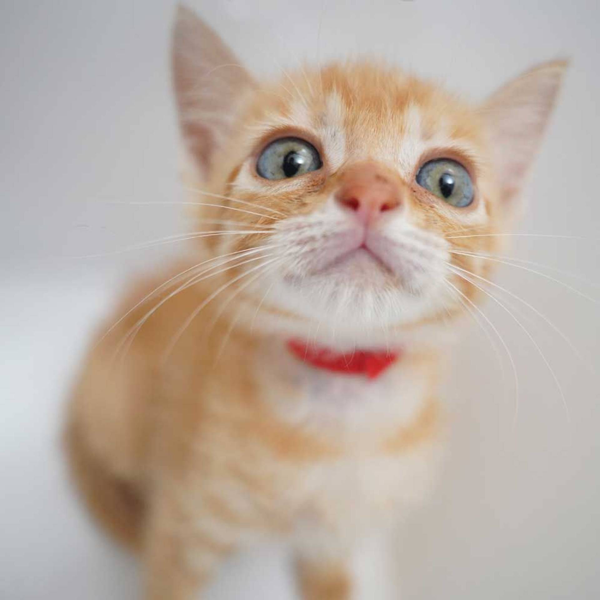 雑種（ミックス猫）・メスの里親募集の写真