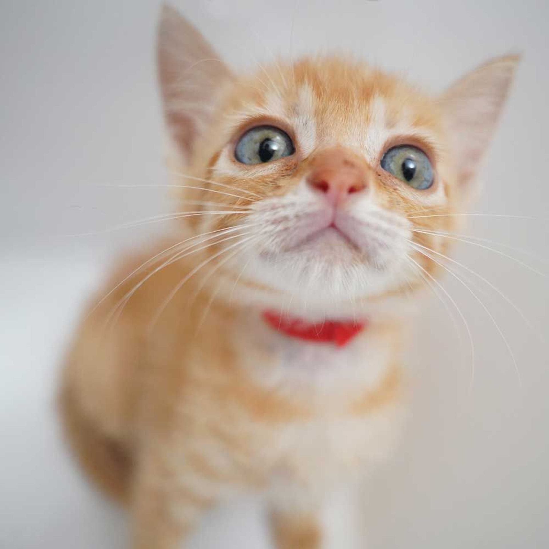雑種（ミックス猫）・メスの里親募集の写真