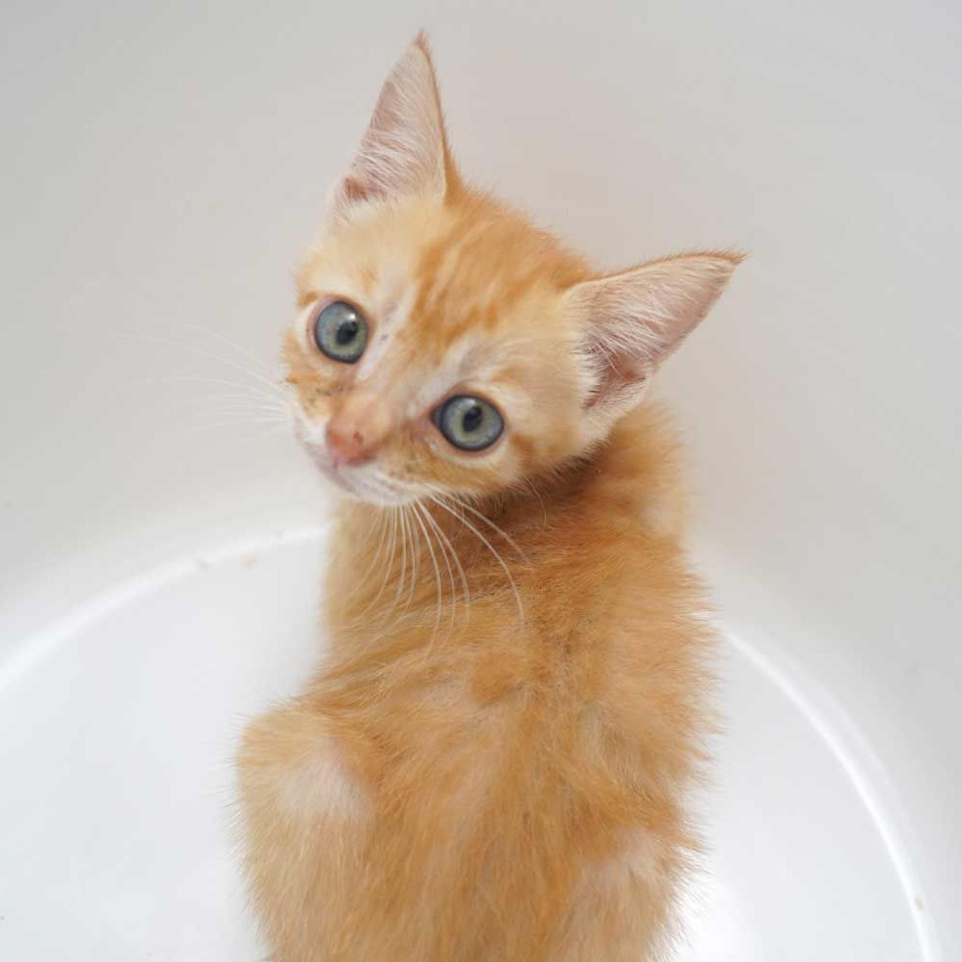 pet-image-6