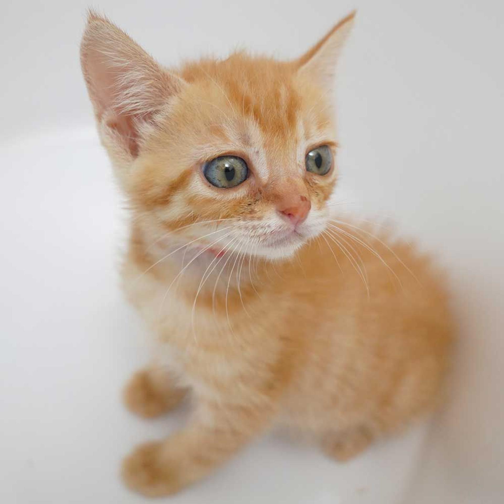 pet-image-7