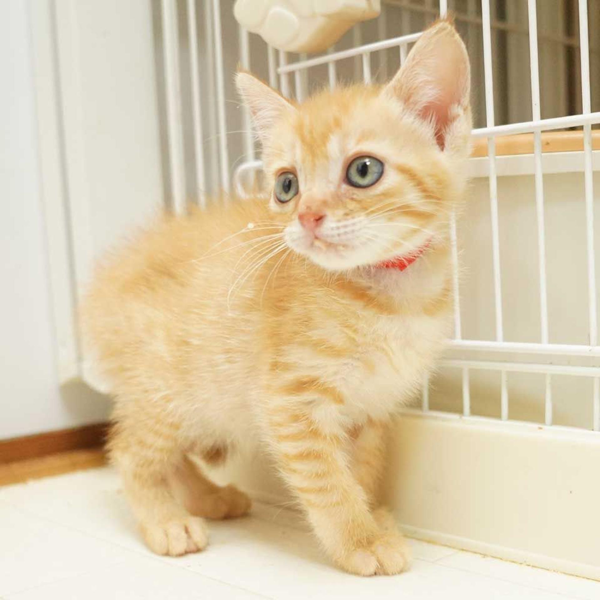 pet-image-9