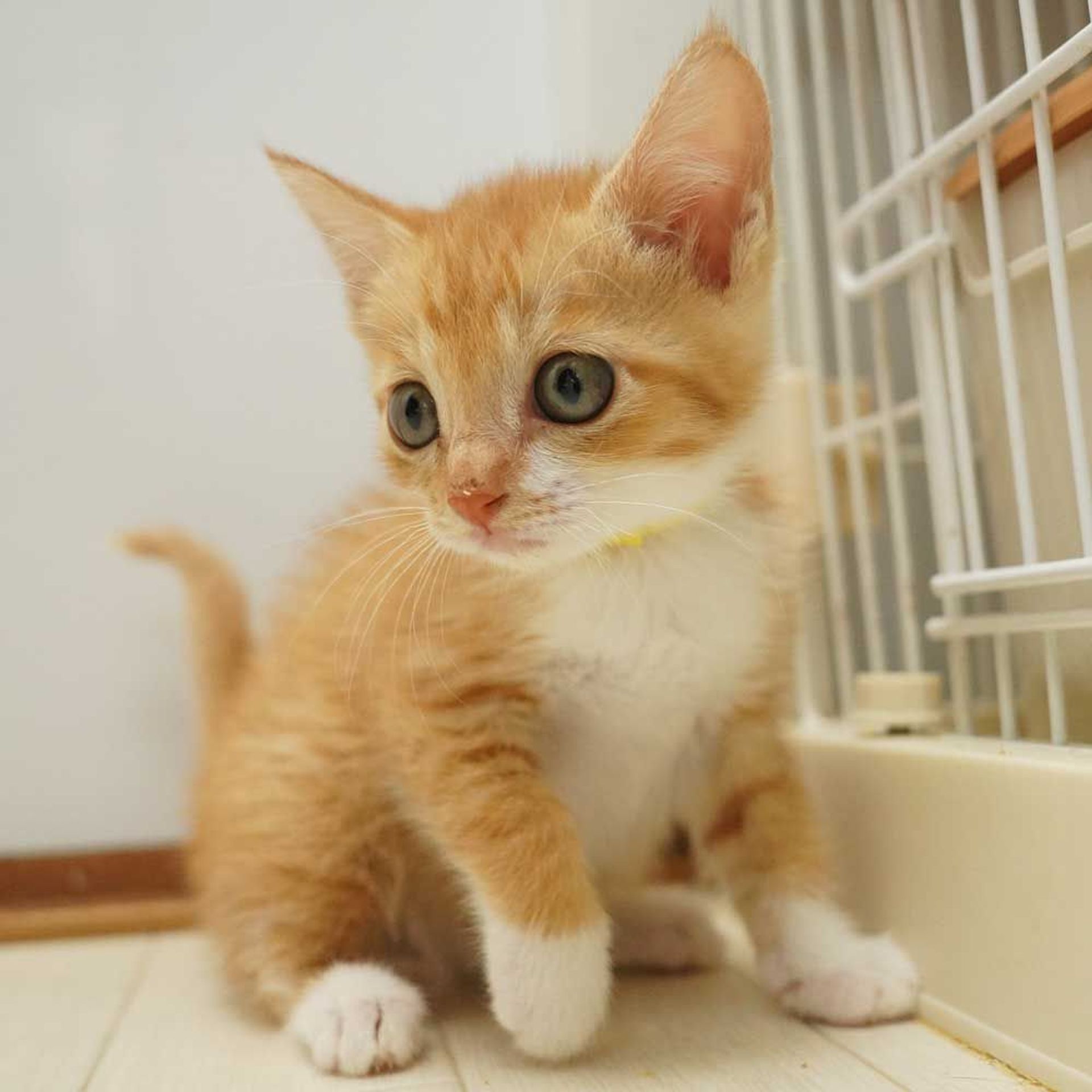 雑種（ミックス猫）・メスの里親募集の写真
