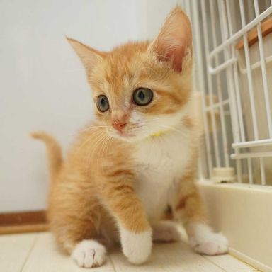 7兄妹の⑦茶白の子猫の女の子(首輪黃)の写真