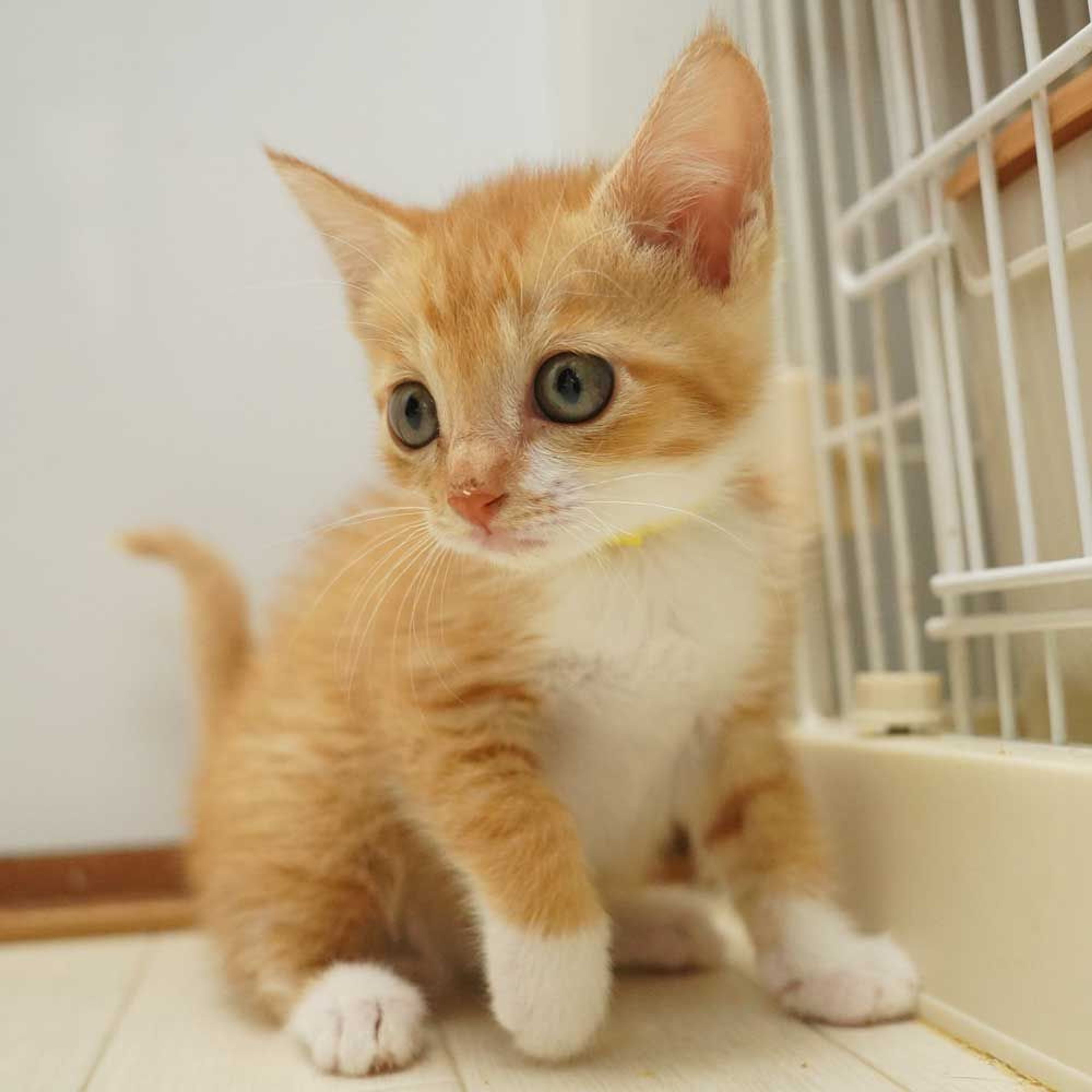 雑種（ミックス猫）・メスの里親募集の写真