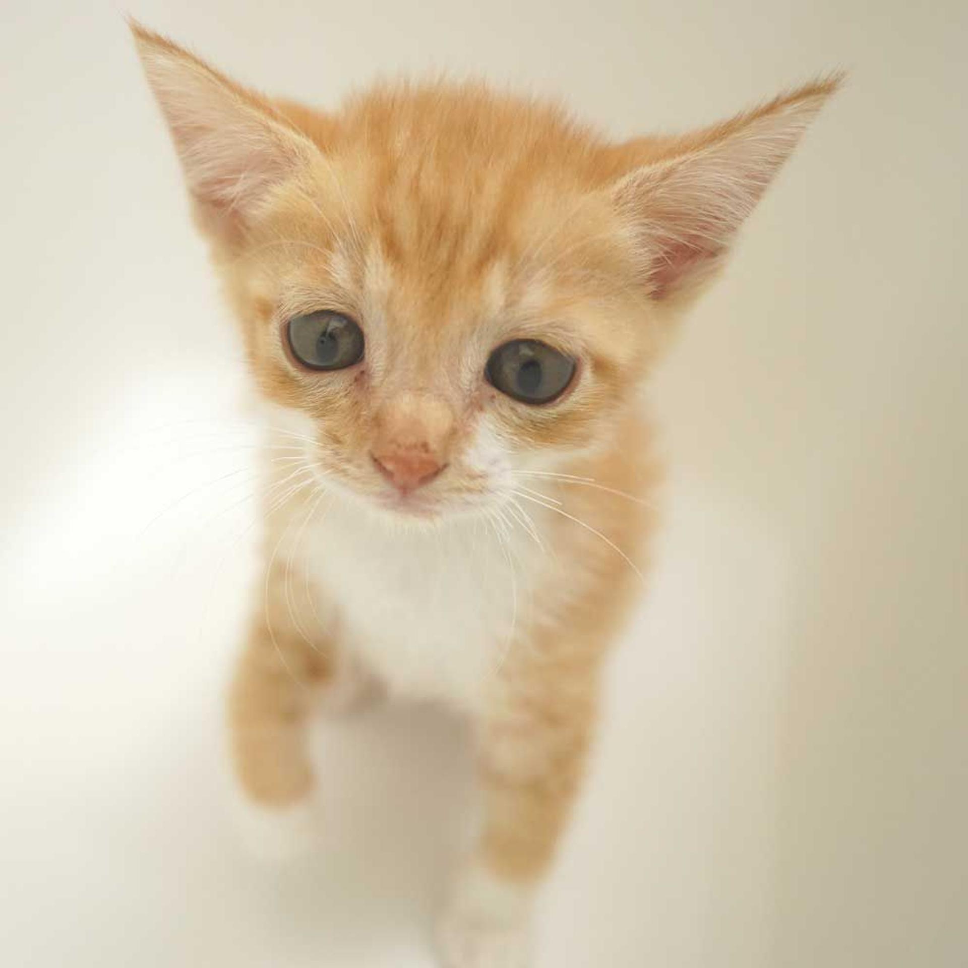 pet-image-3