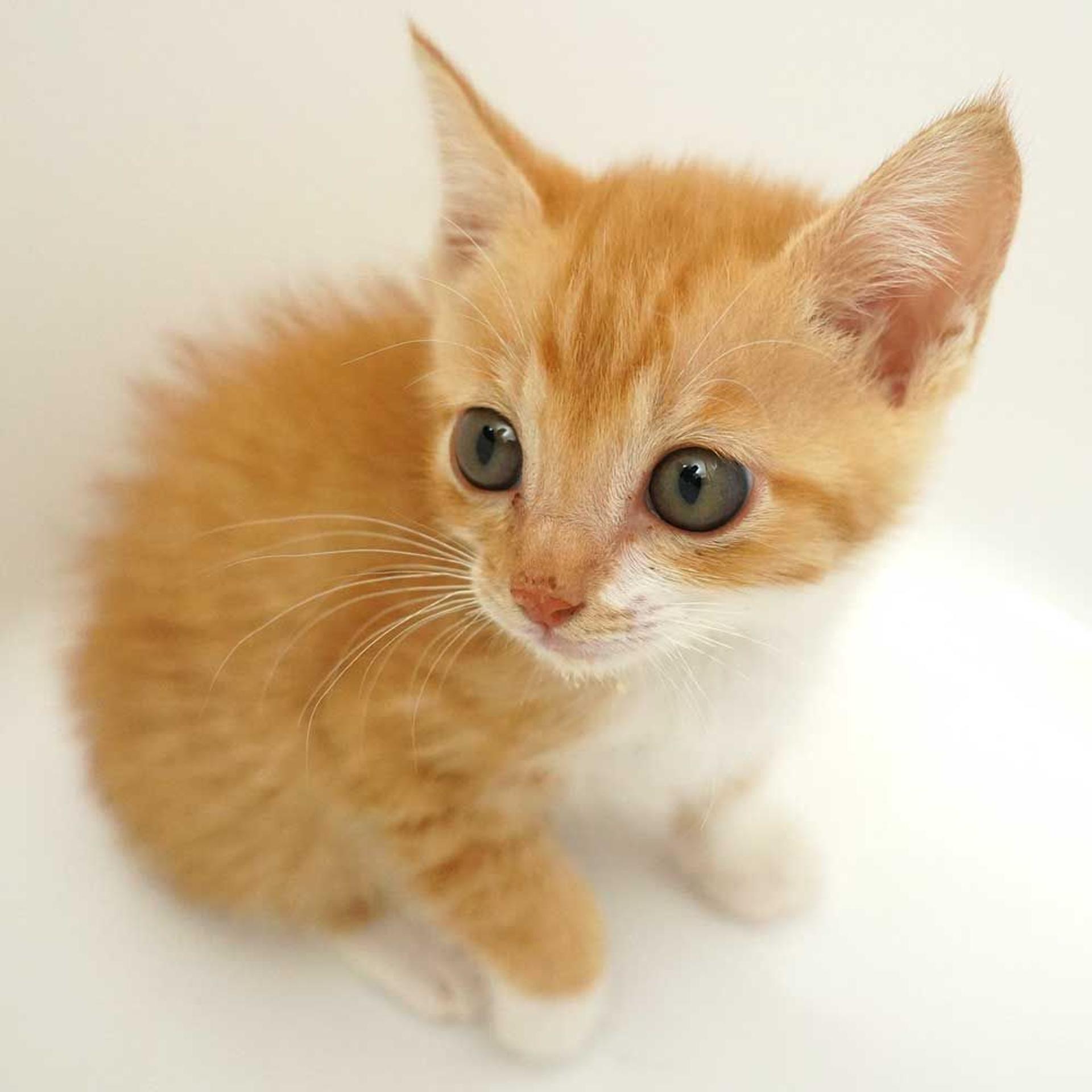 pet-image-5