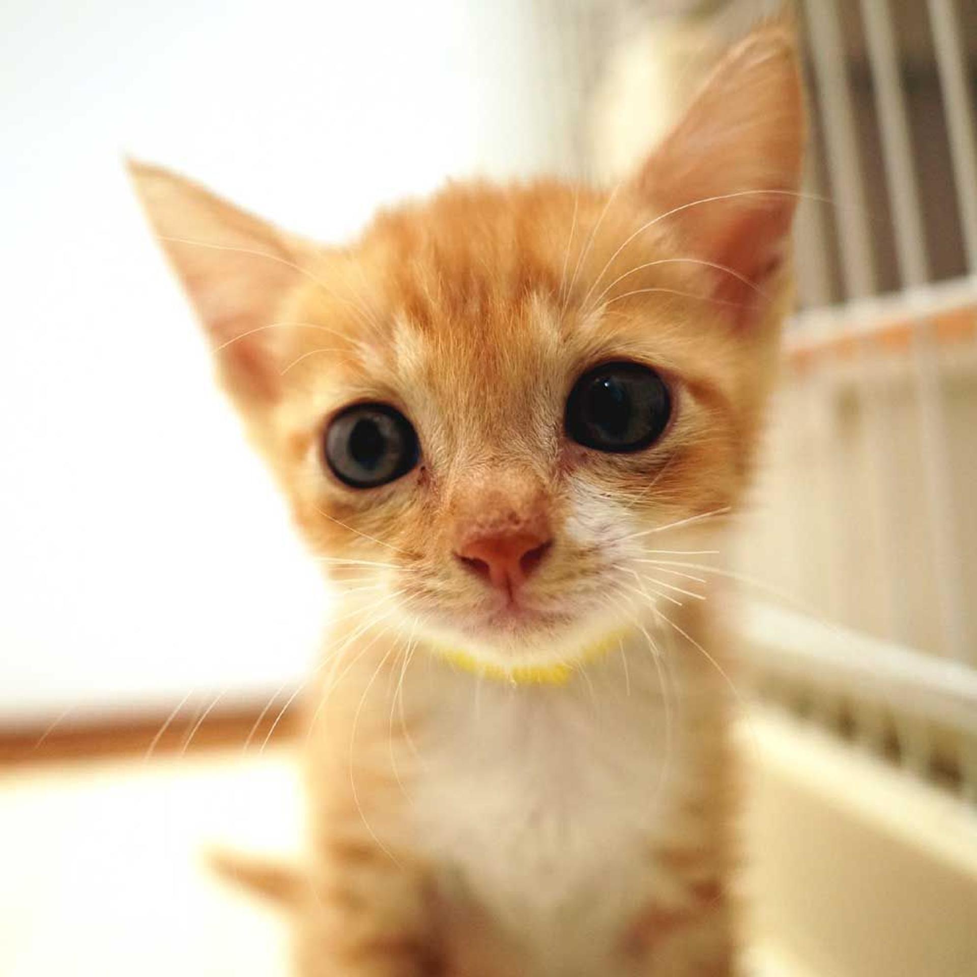 pet-image-7