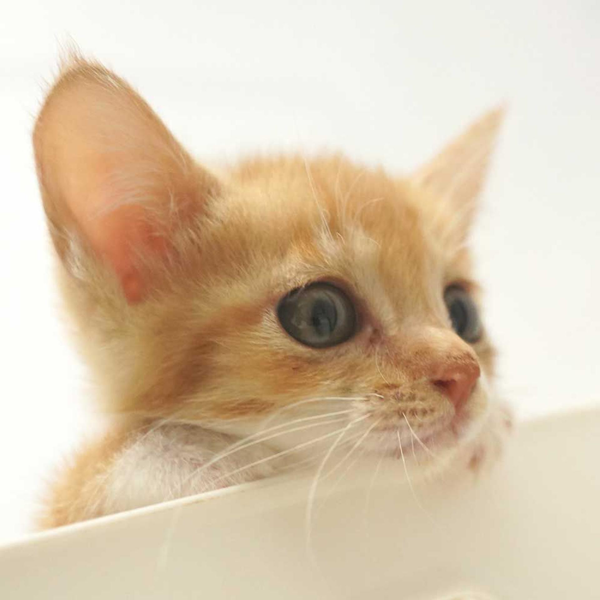 pet-image-8