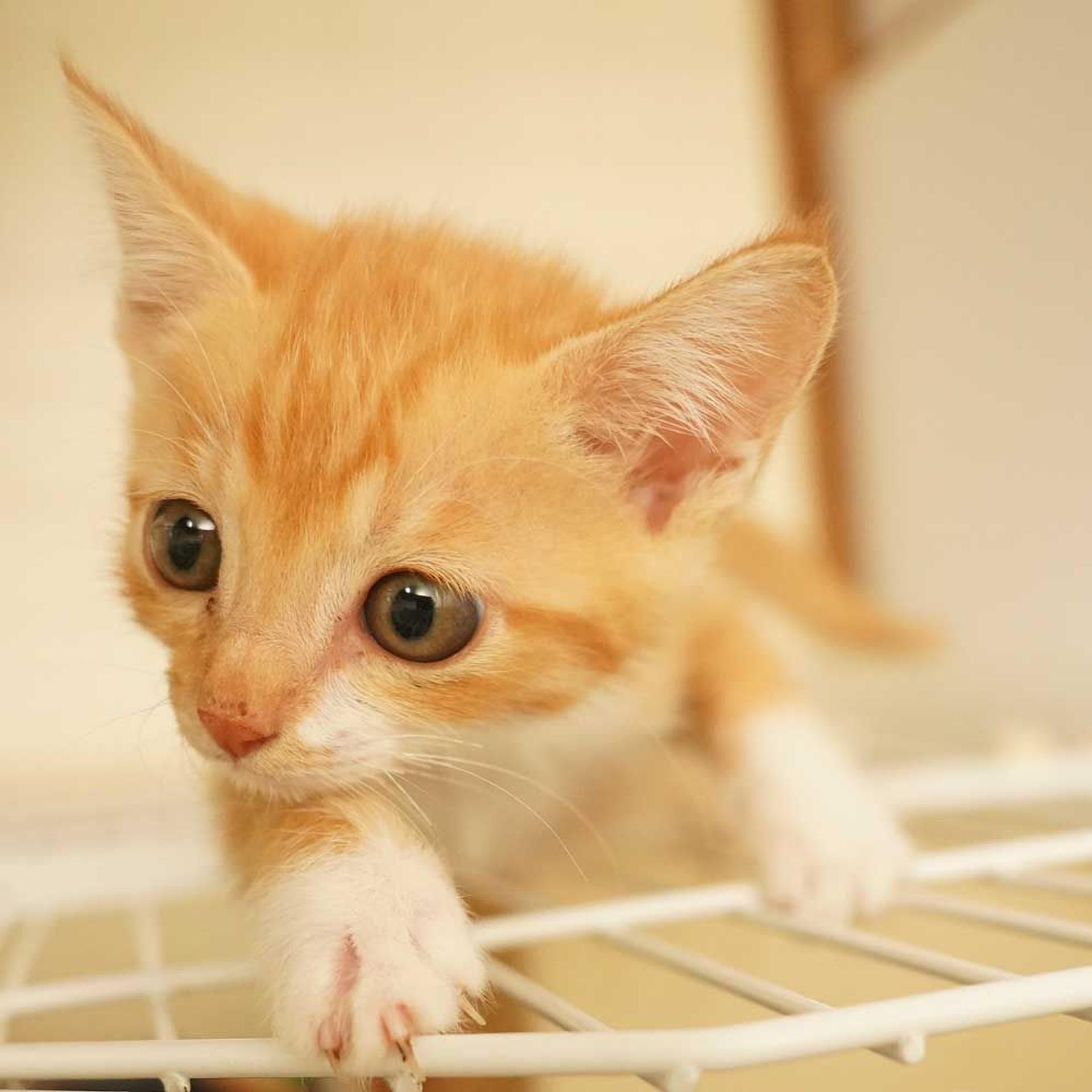 pet-image-9
