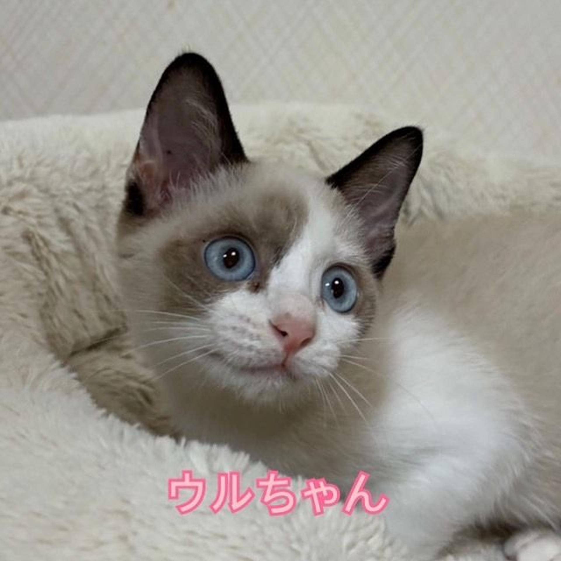 pet-image-3