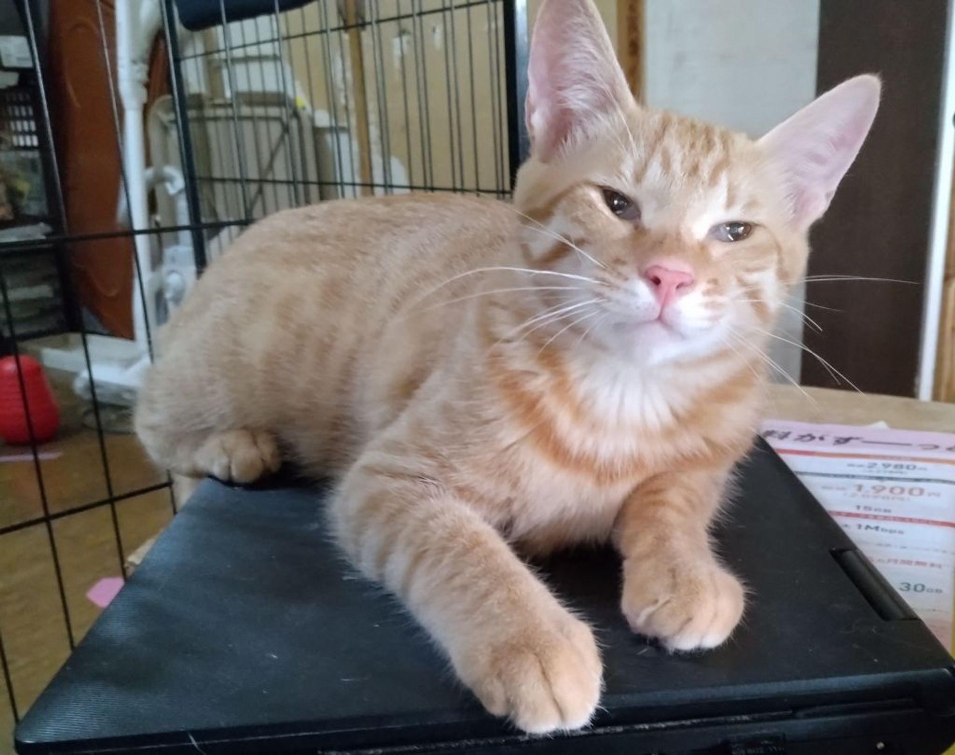 雑種（ミックス猫）・メスの里親募集の写真