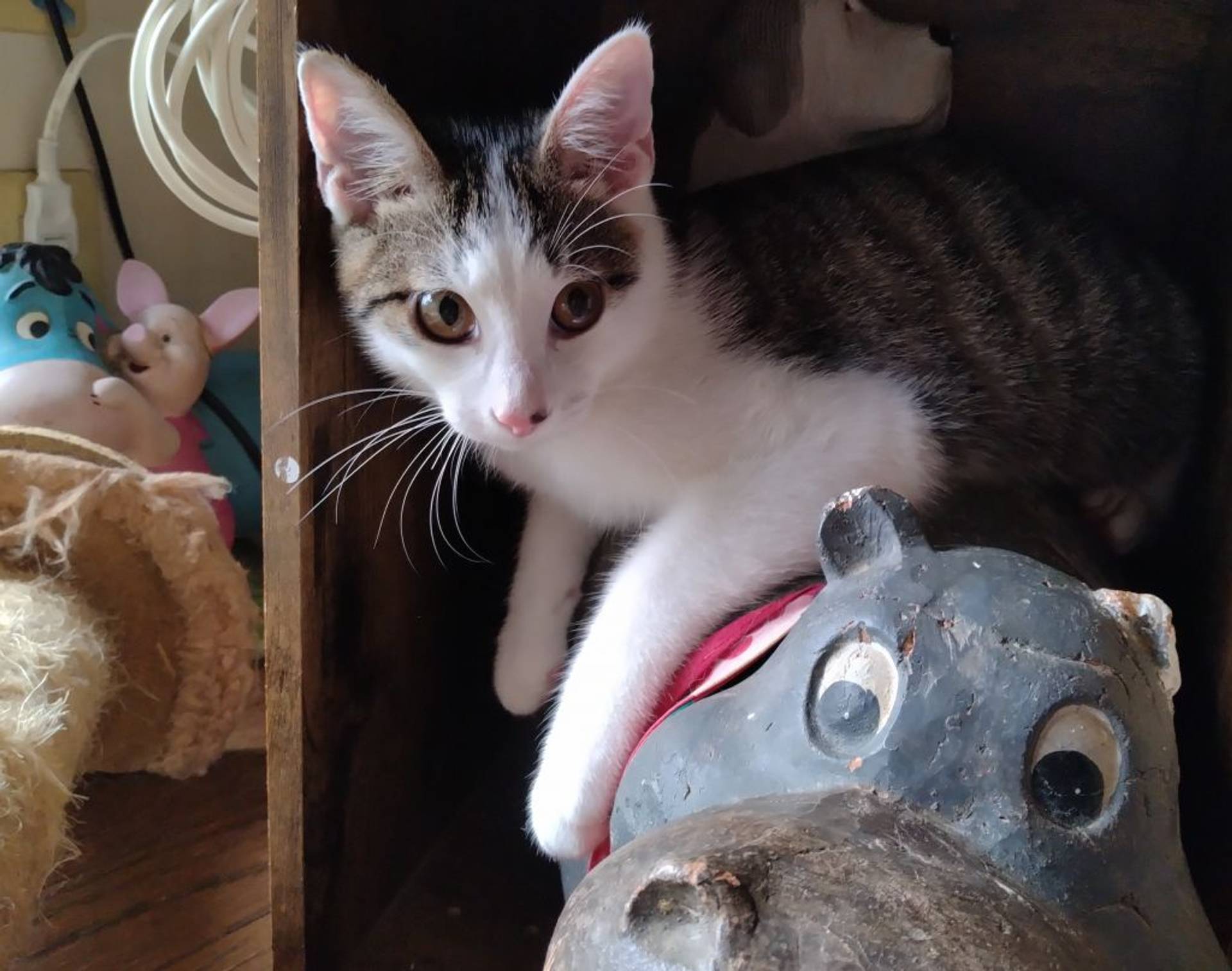 雑種（ミックス猫）・オスの里親募集の写真