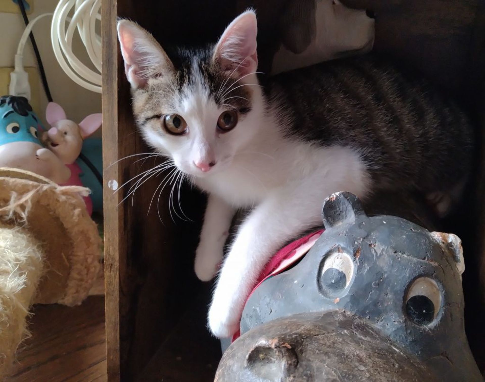 雑種（ミックス猫）・オスの里親募集の写真