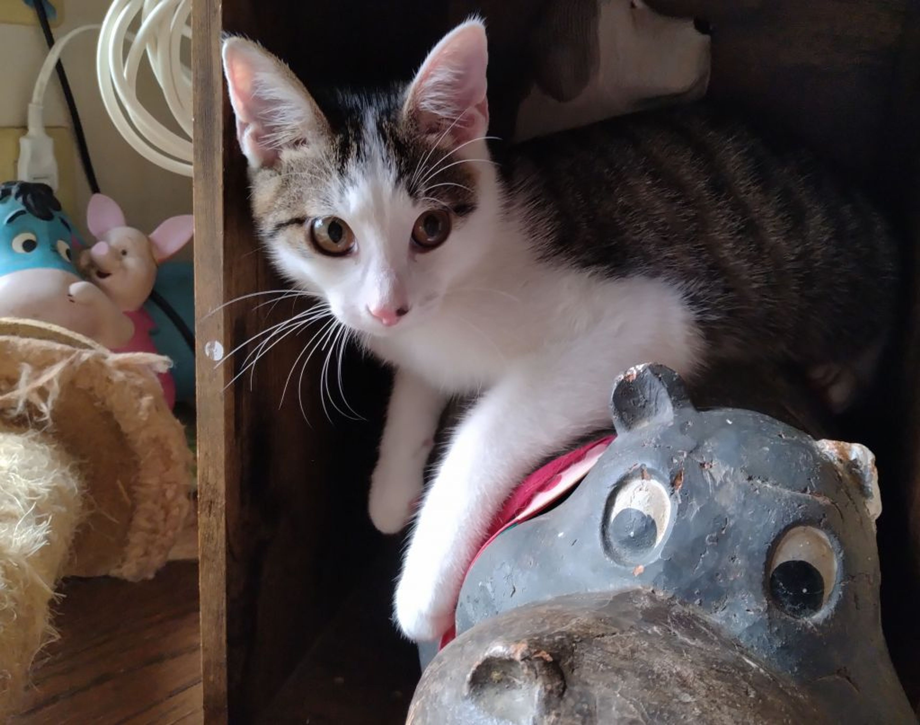 雑種（ミックス猫）・オスの里親募集の写真