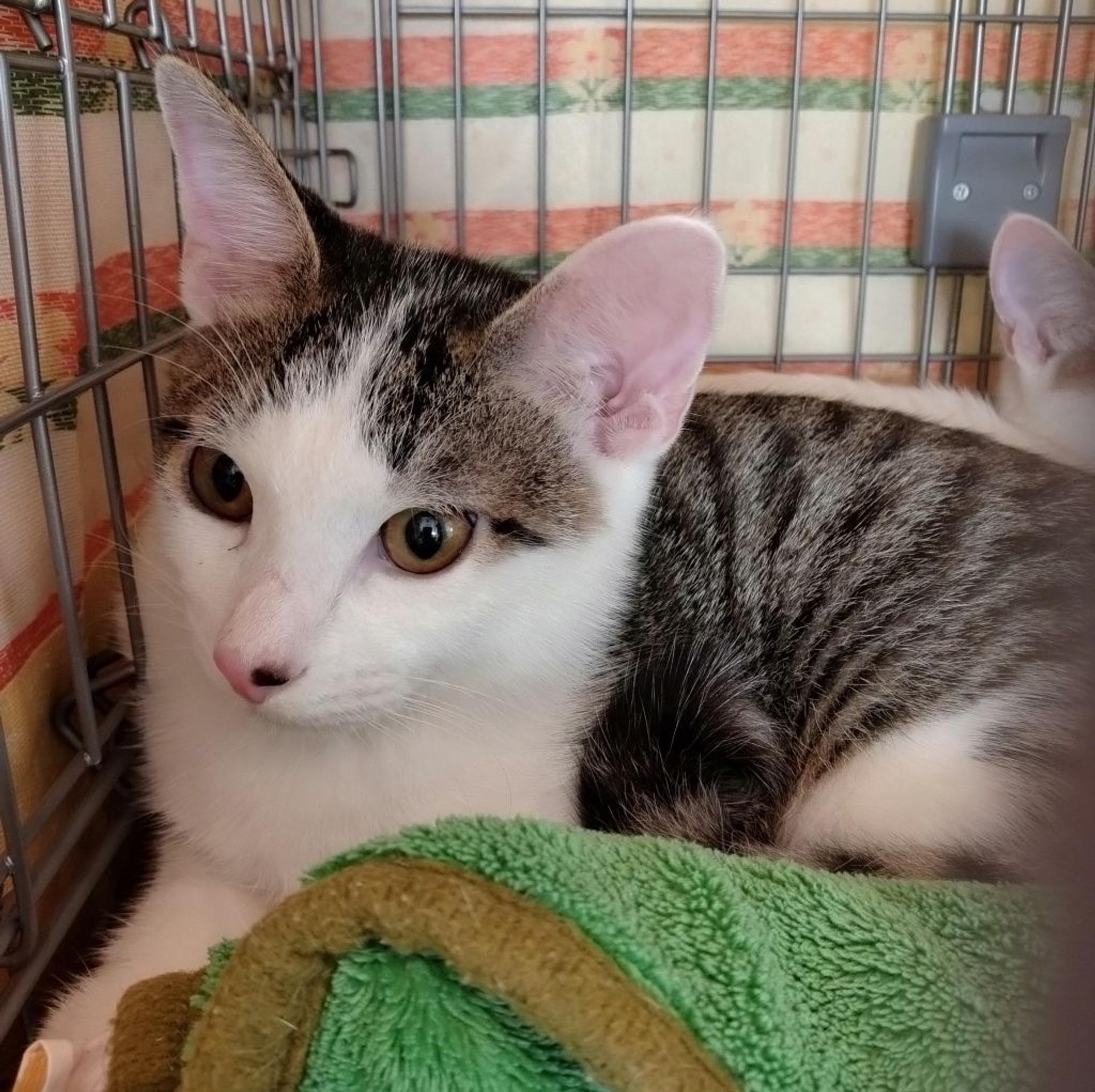 pet-image-2