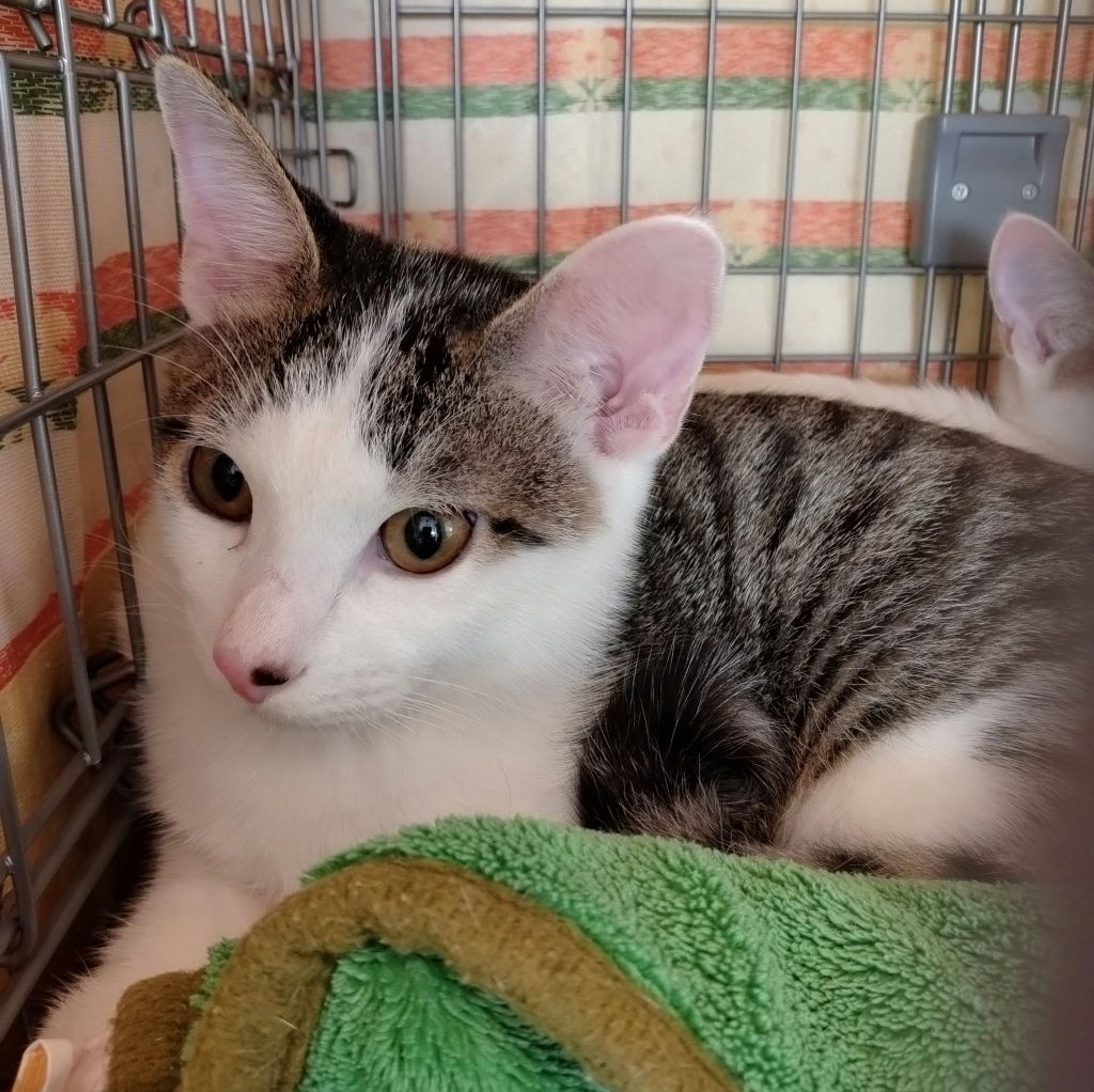 pet-image-2