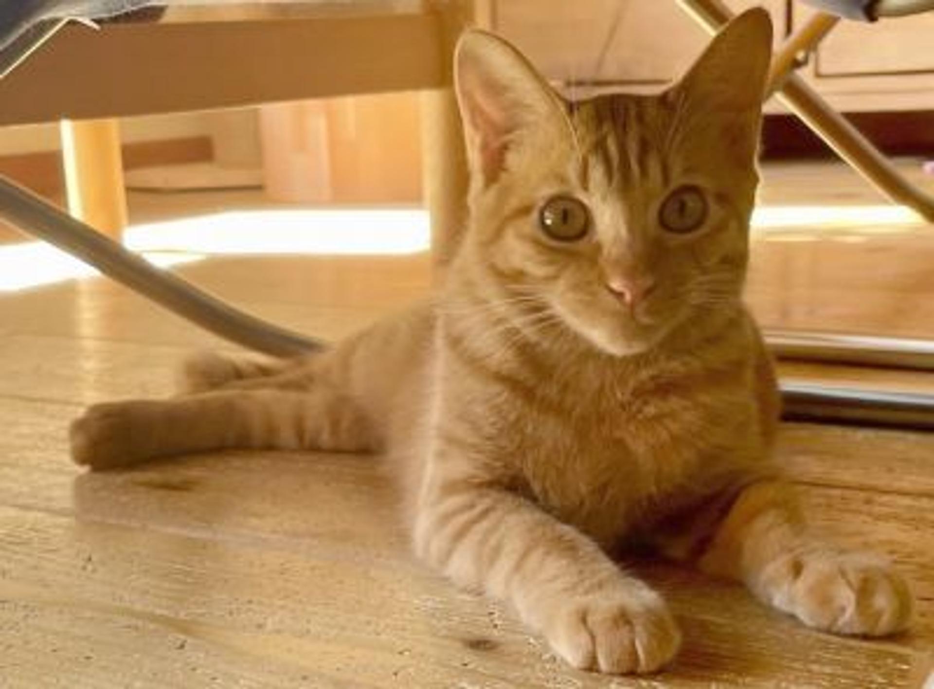 pet-image-2