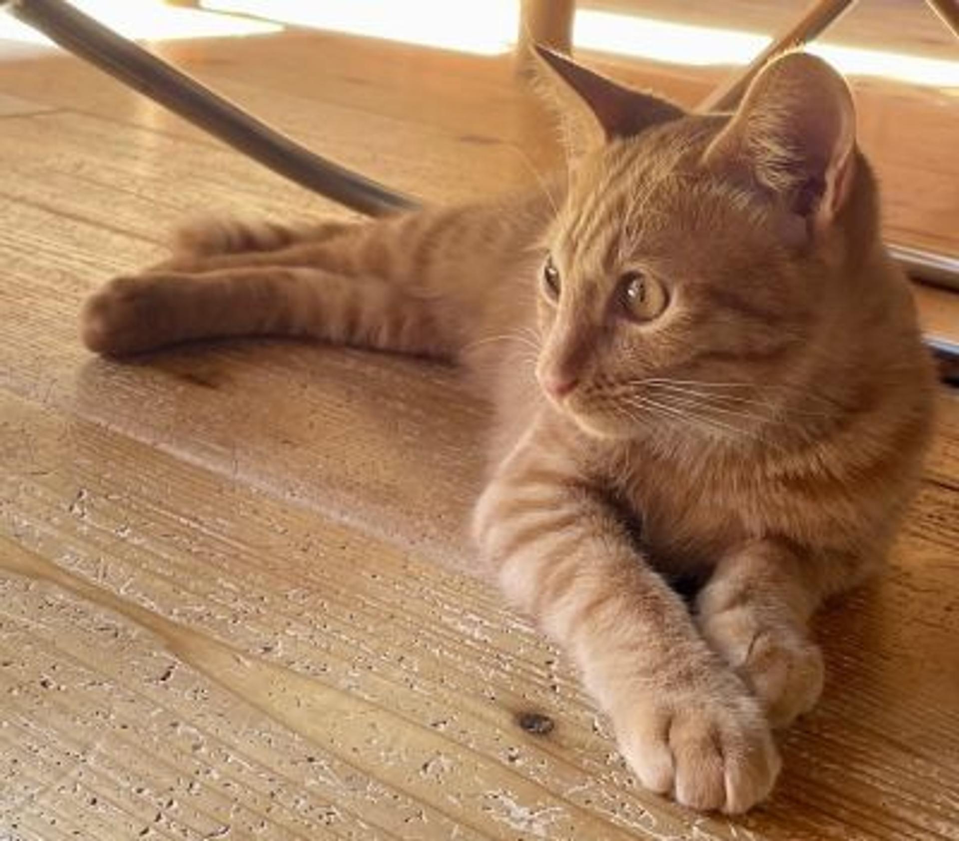 pet-image-3