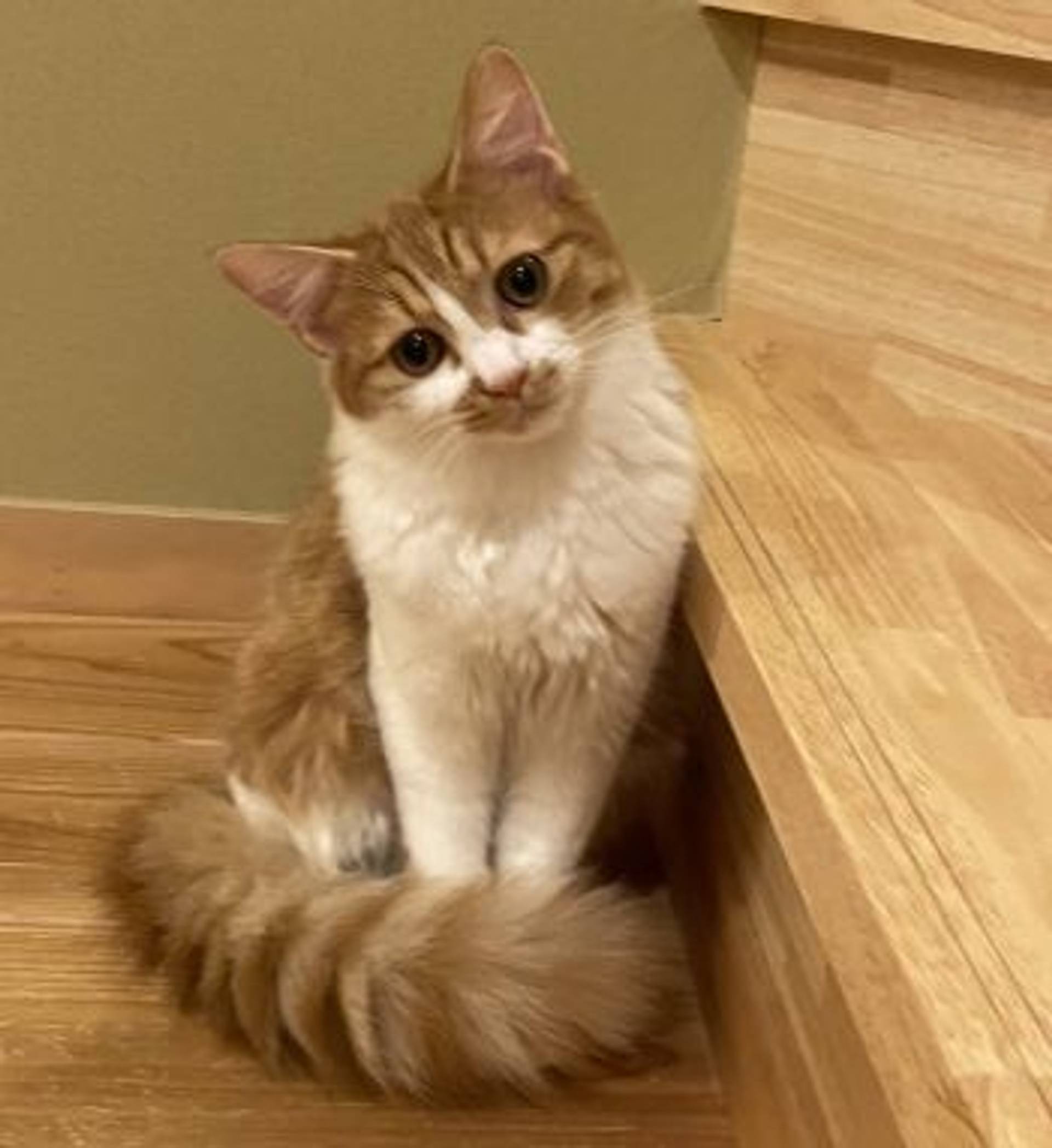 雑種（ミックス猫）・オスの里親募集の写真