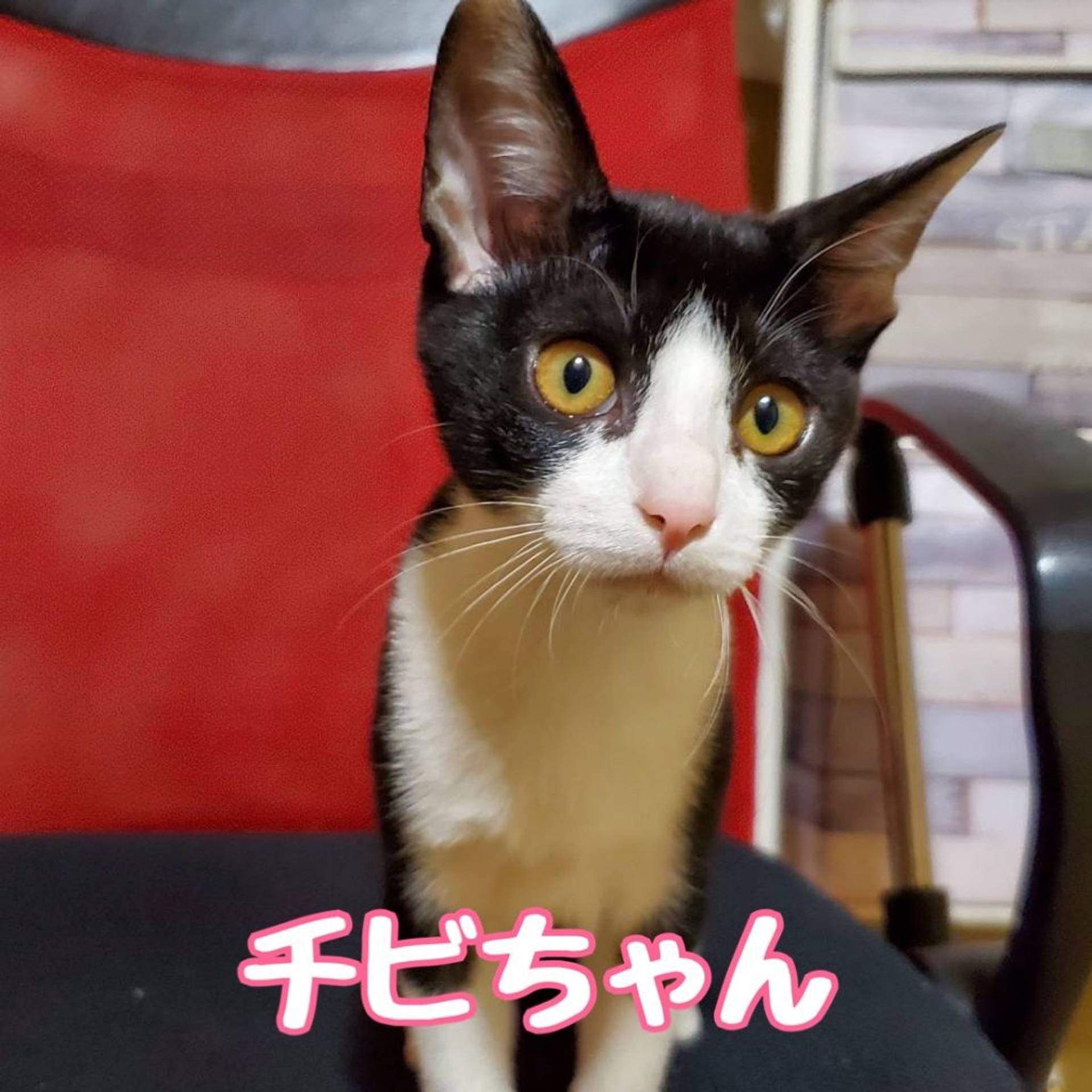 雑種（ミックス猫）・メスの里親募集の写真