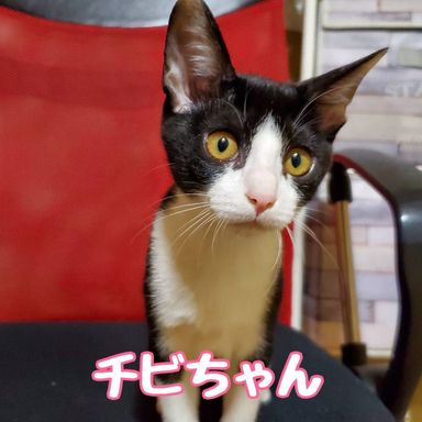 チビの写真