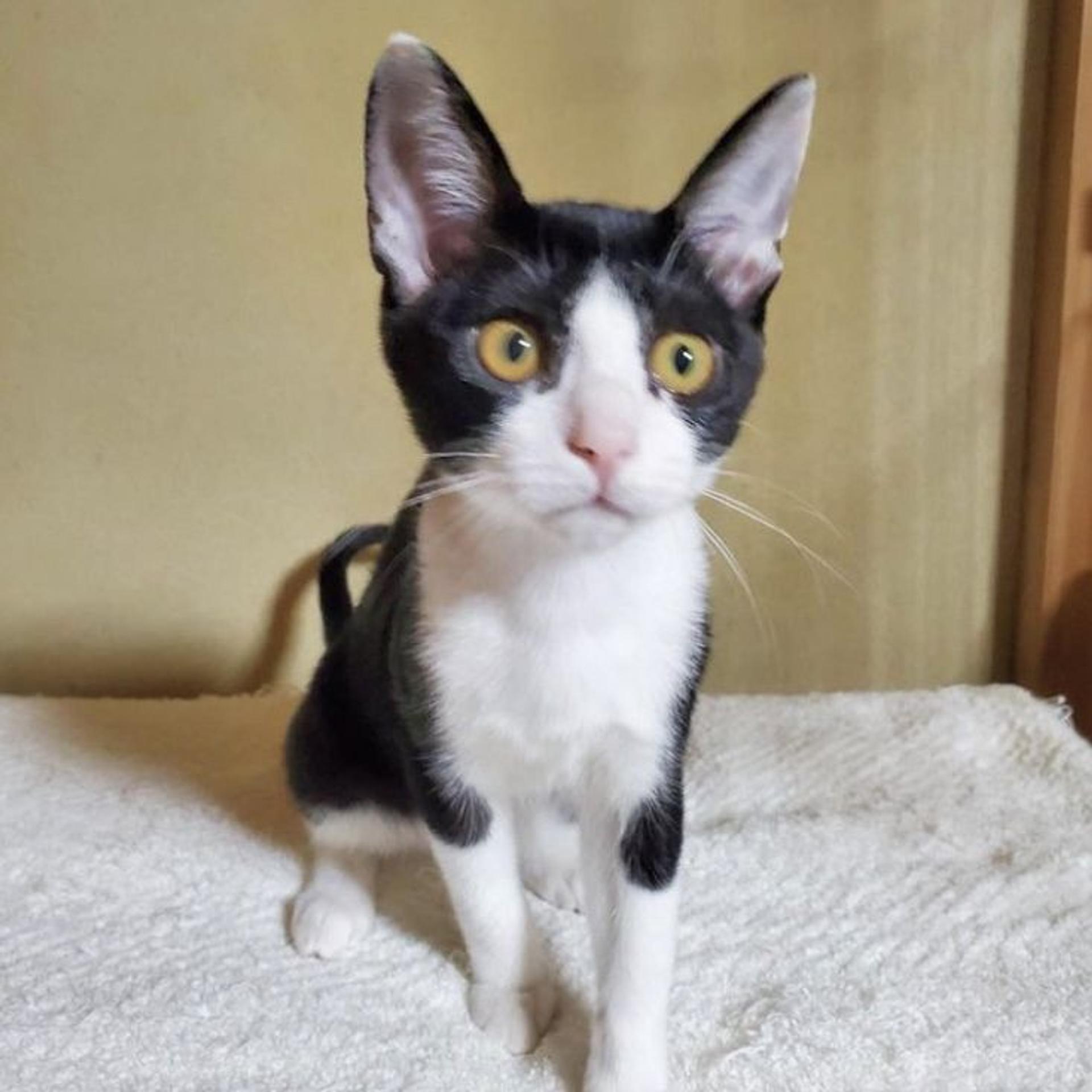 pet-image-2