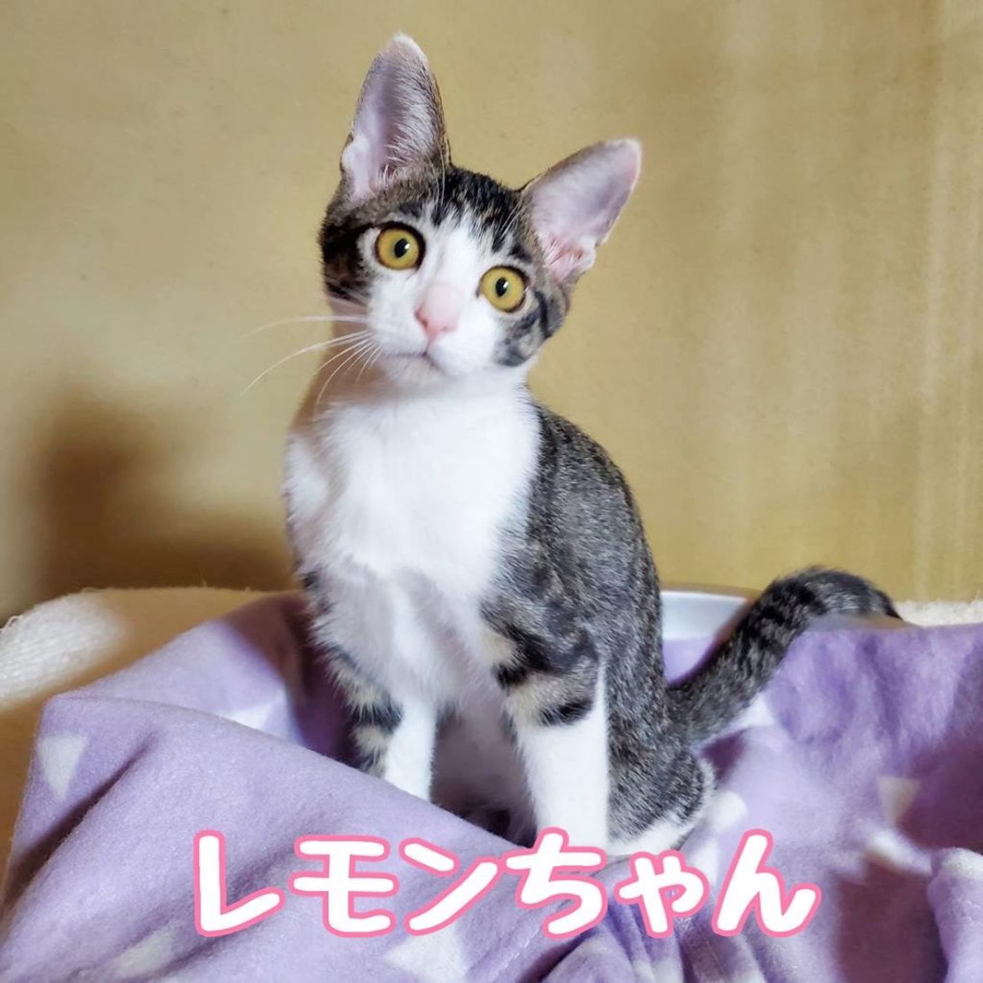 雑種（ミックス猫）・メスの里親募集の写真