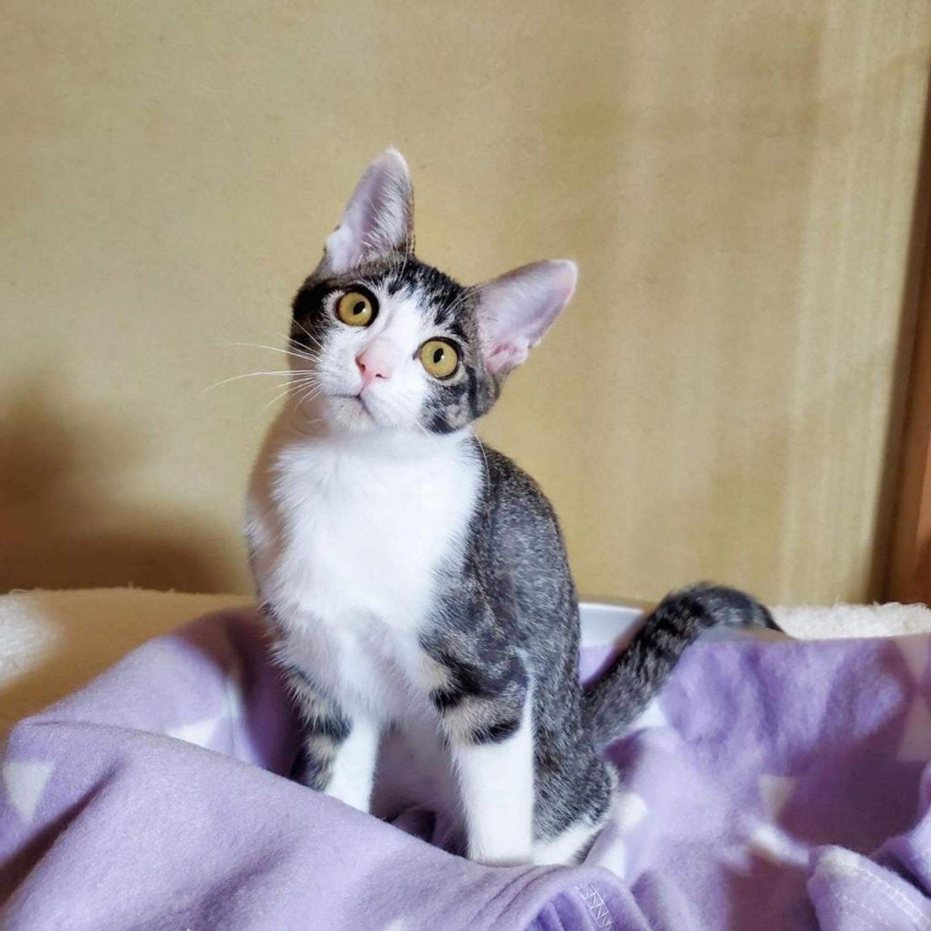 pet-image-2