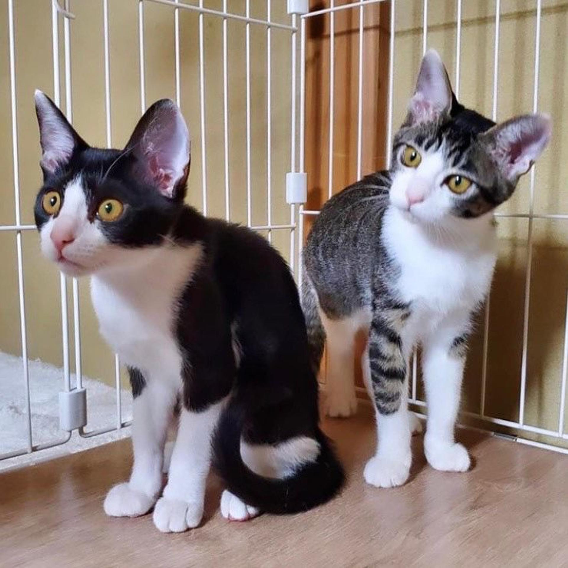 pet-image-4
