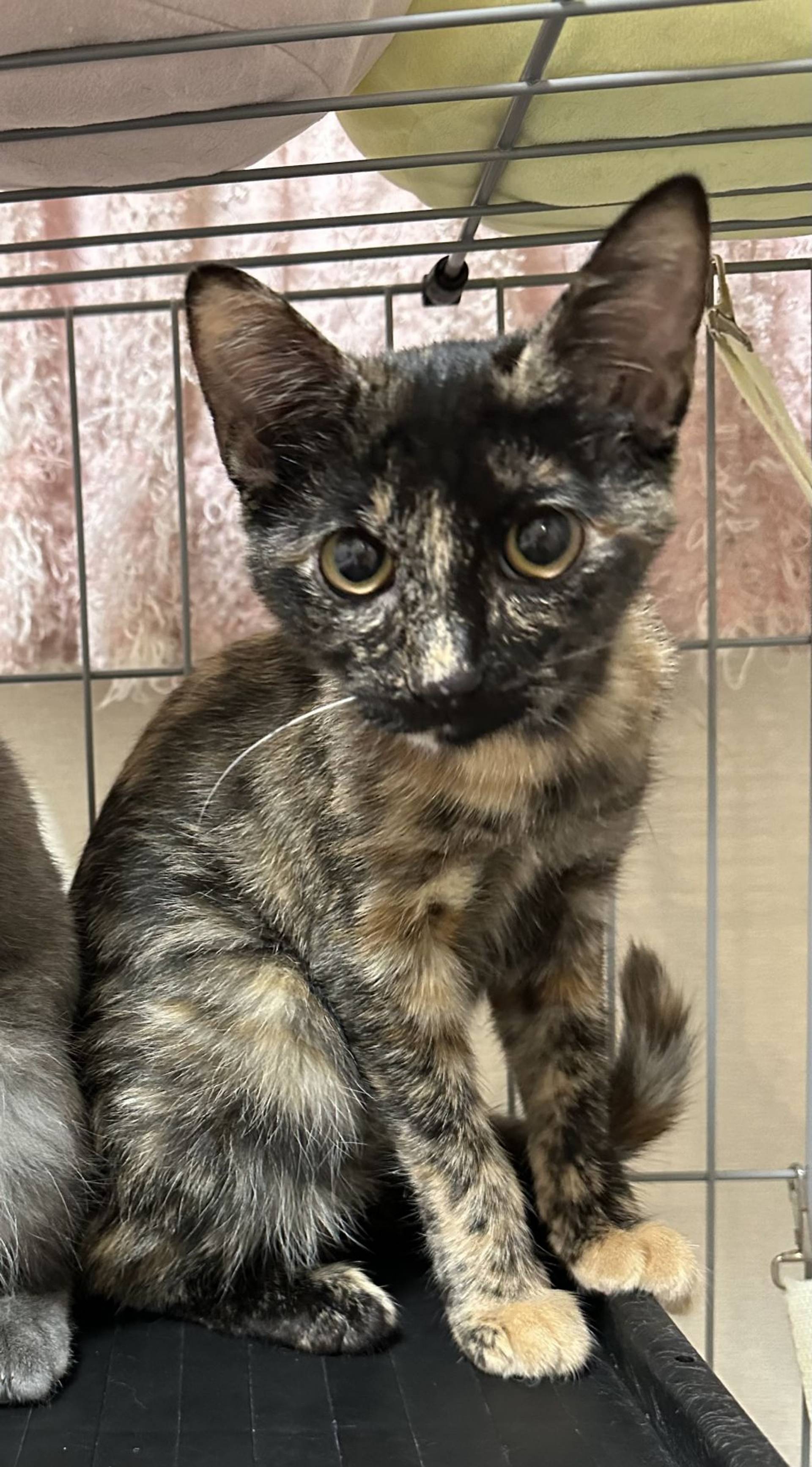 雑種（ミックス猫）・メスの里親募集の写真