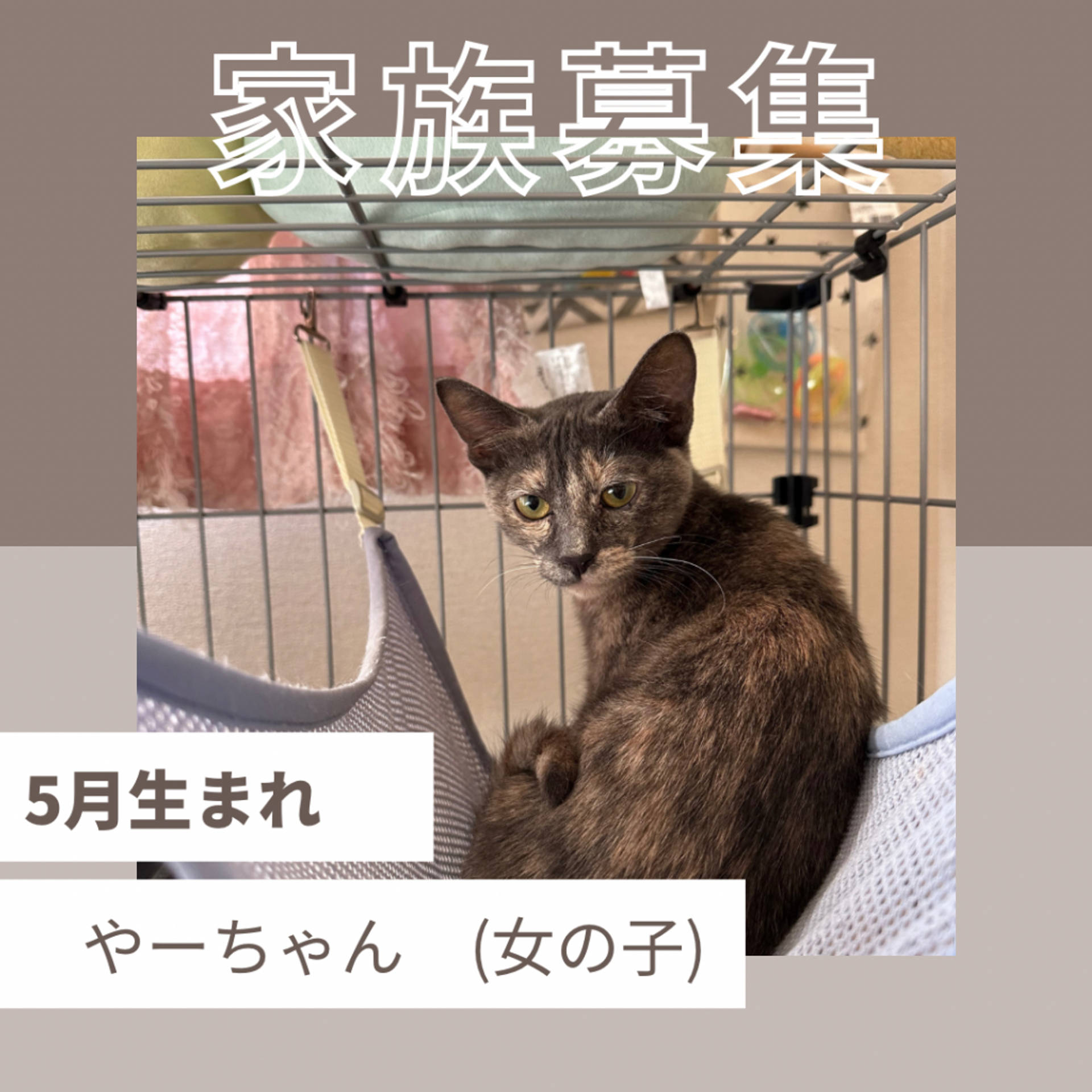 雑種（ミックス猫）・メスの里親募集の写真